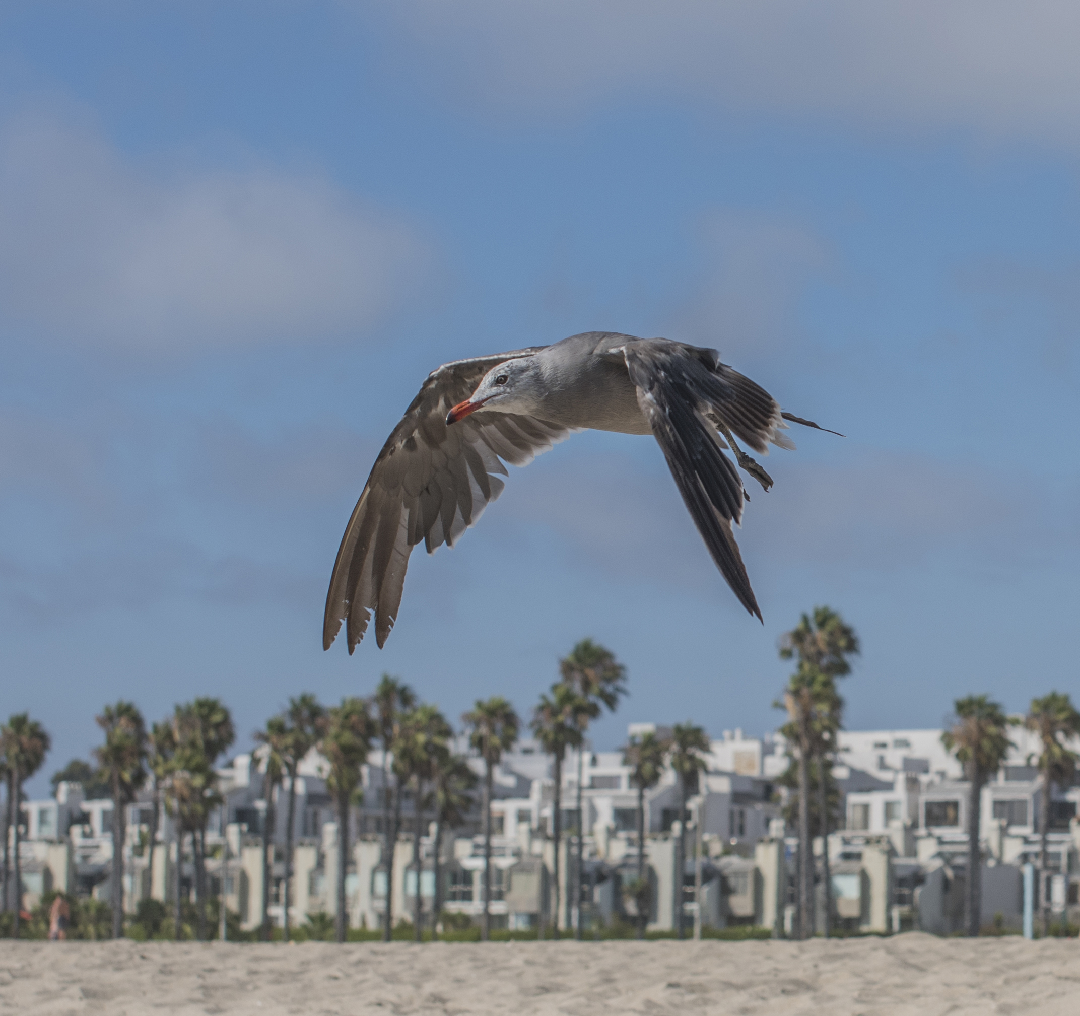 California Gull at Venice Beach, Los Angeles, California 
