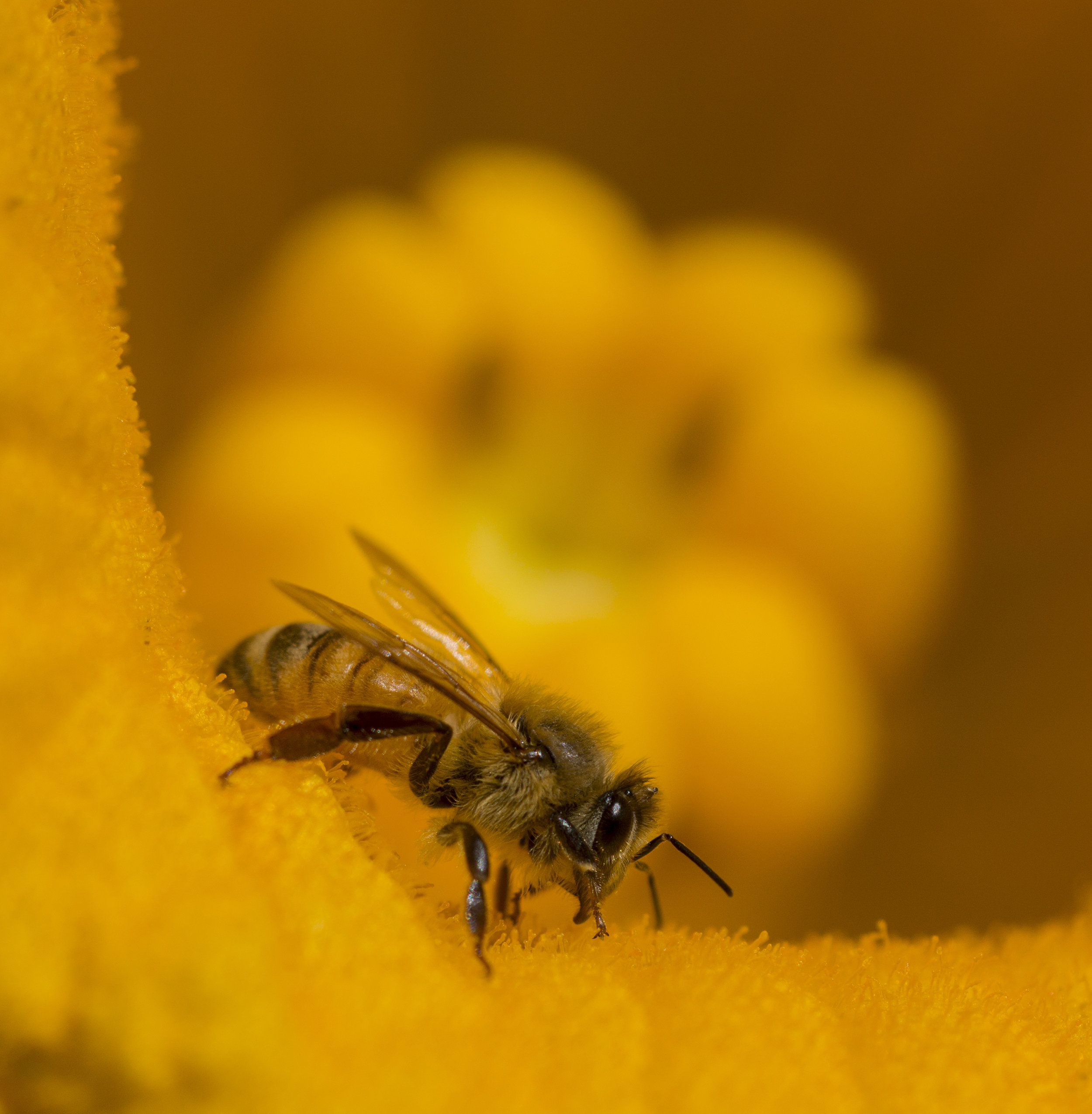 Bee in a Pumpkin Flower