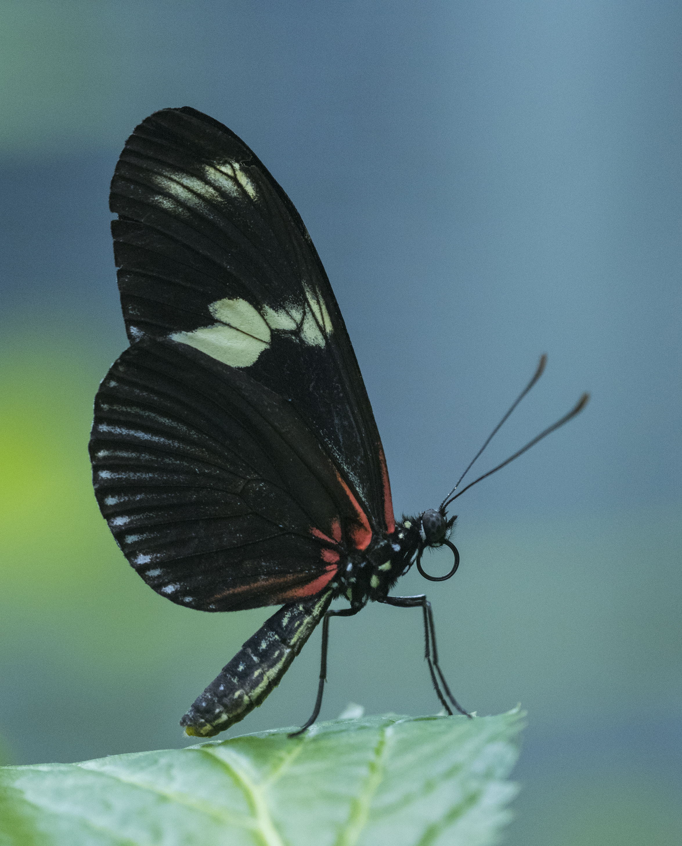 Butterfly at Academy of Sciences, San Francisco