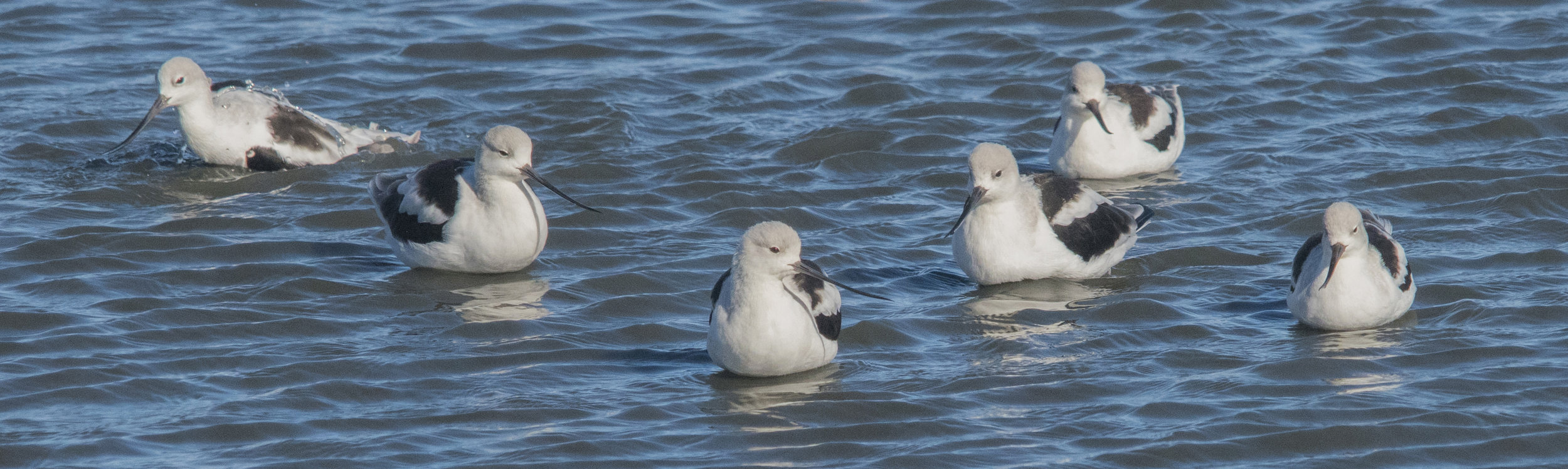 American Avocets at Baylands Nature Preserve, Palo Alto, California