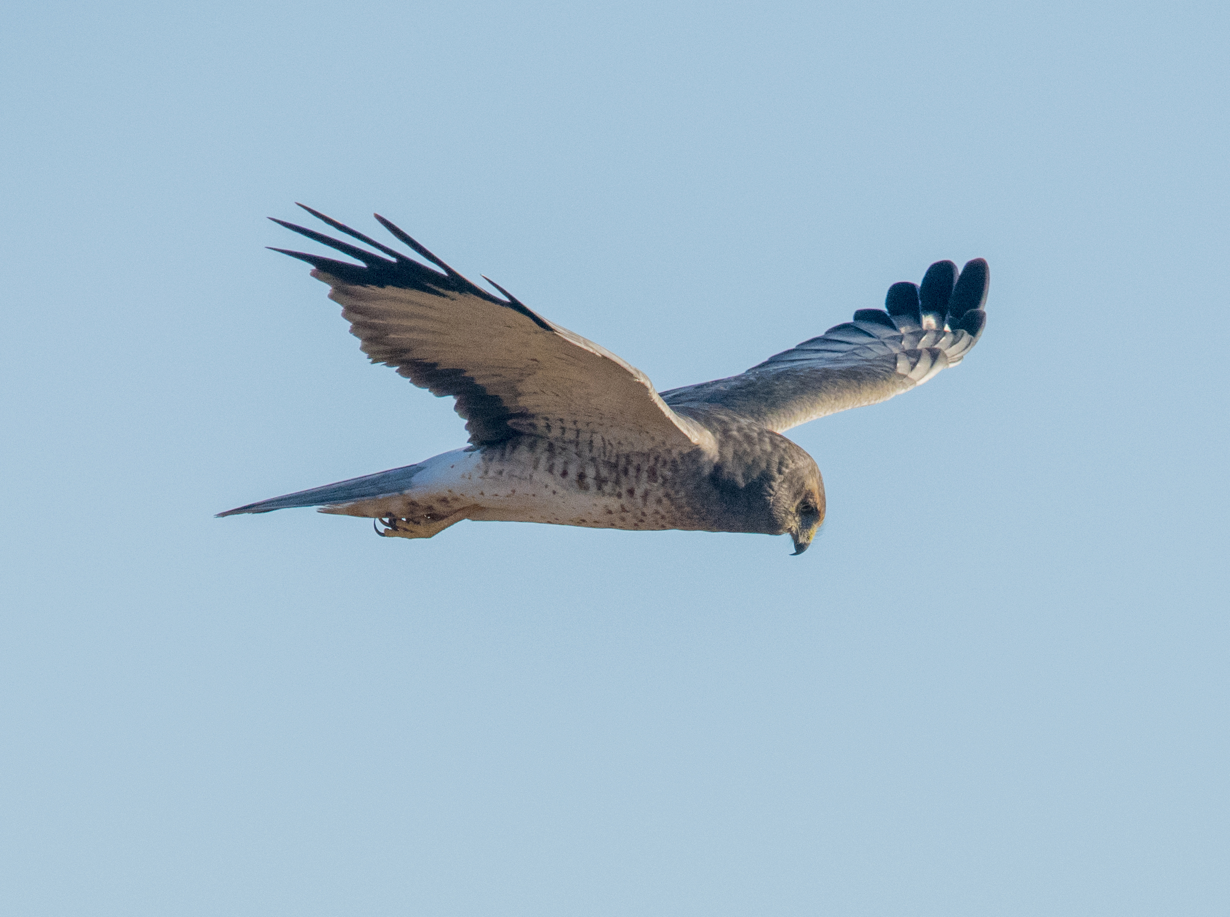 Northern Harrier (male) at Baylands Nature Preserve, Palo Alto, California