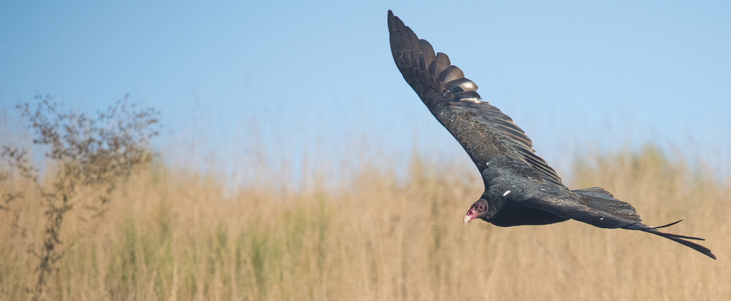 Turkey Vulture at Baylands Nature Preserve, Palo Alto, California