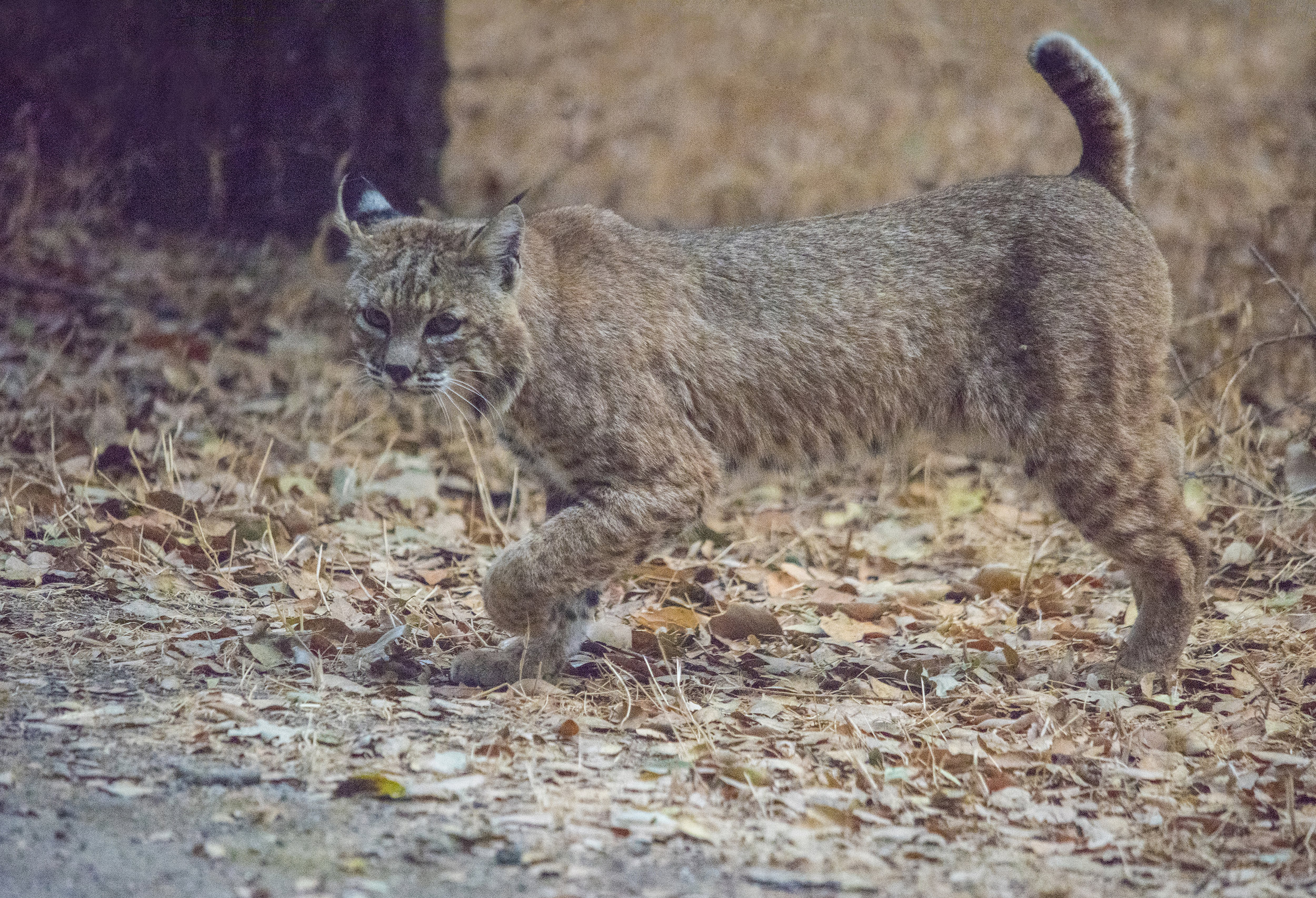 Bobcat at Coyote Creek Trail, San Jose, California