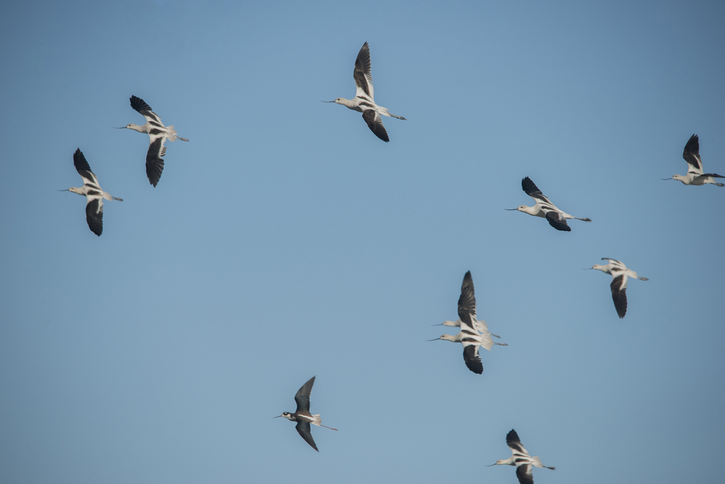 American Avocets at Baylands Nature Preserve, Palo Alto, California