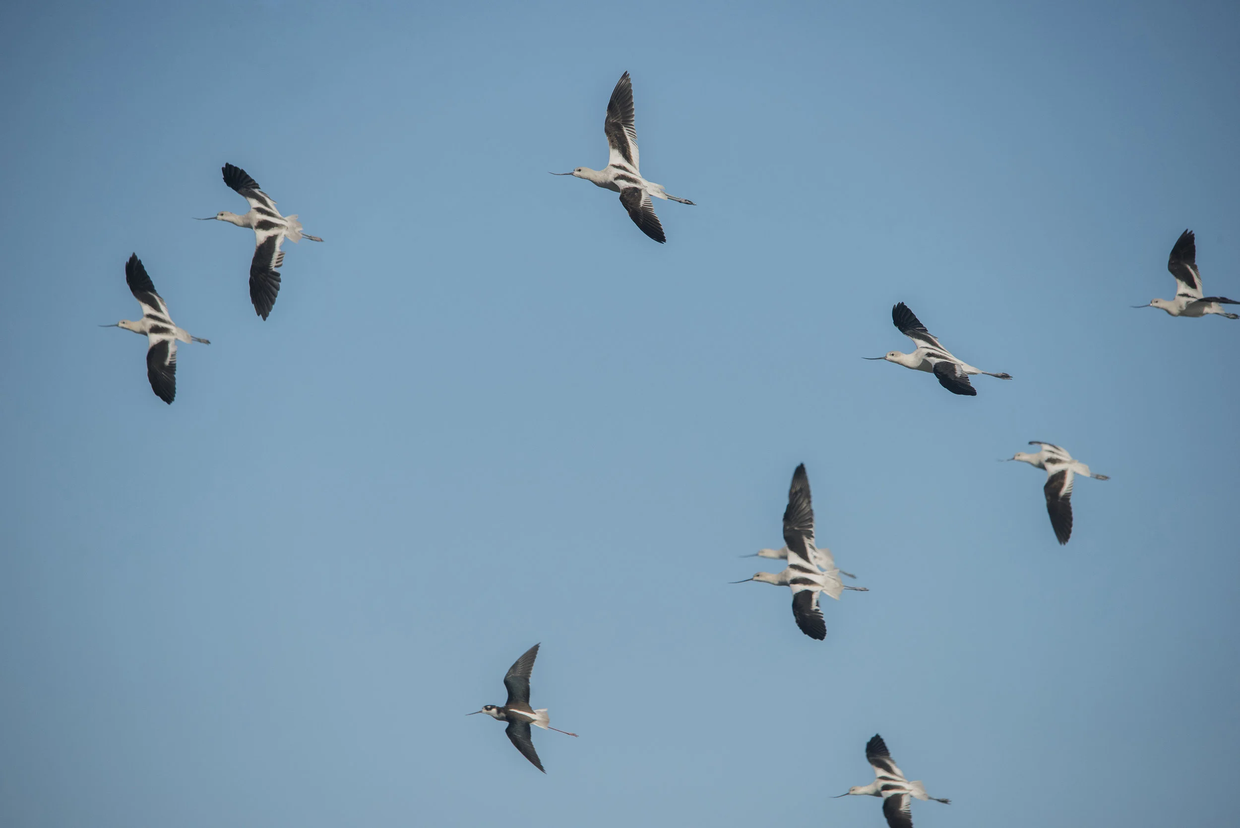 American Avocets at Baylands Nature Preserve, Palo Alto, California