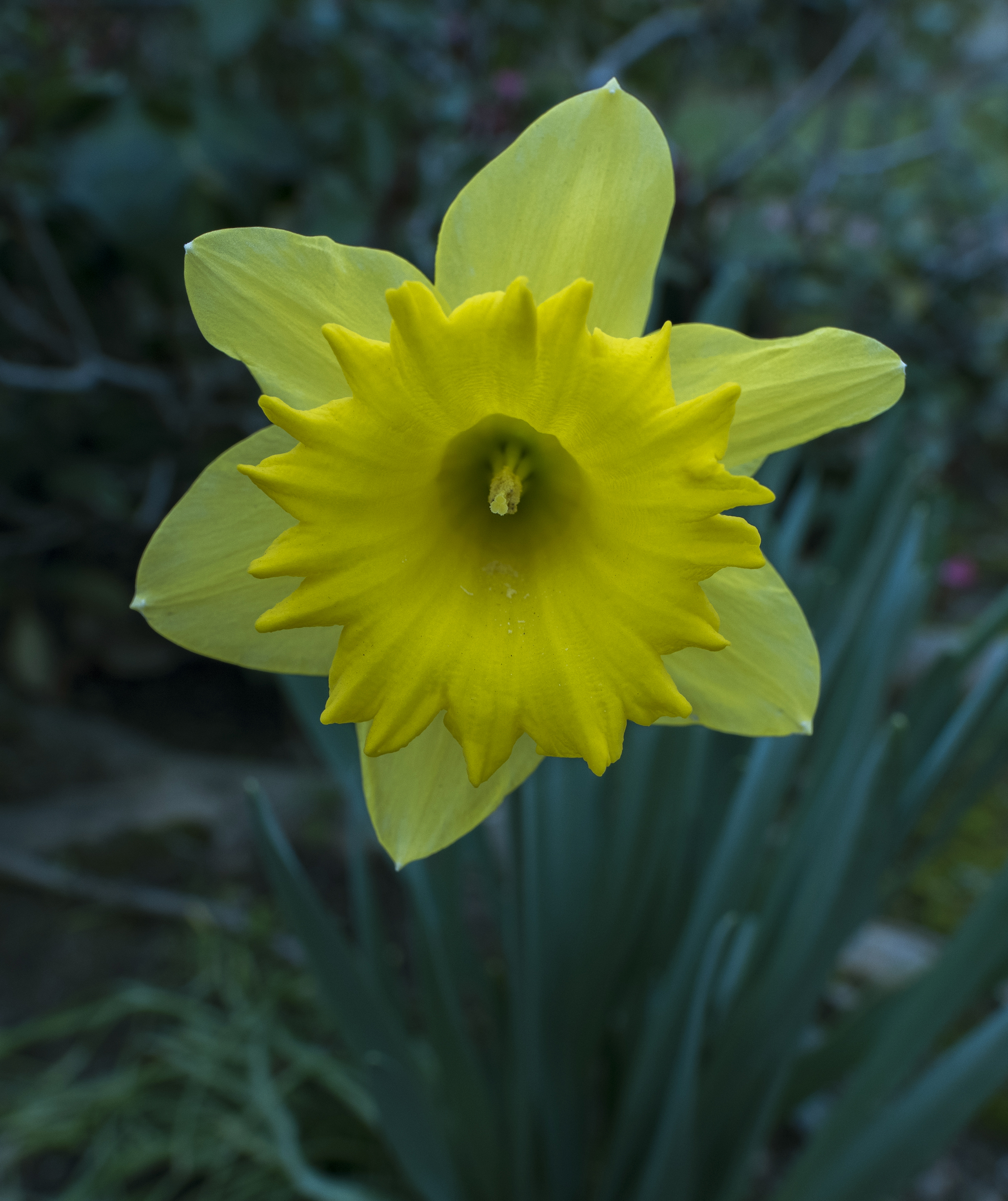 daffodil in San Jose, California