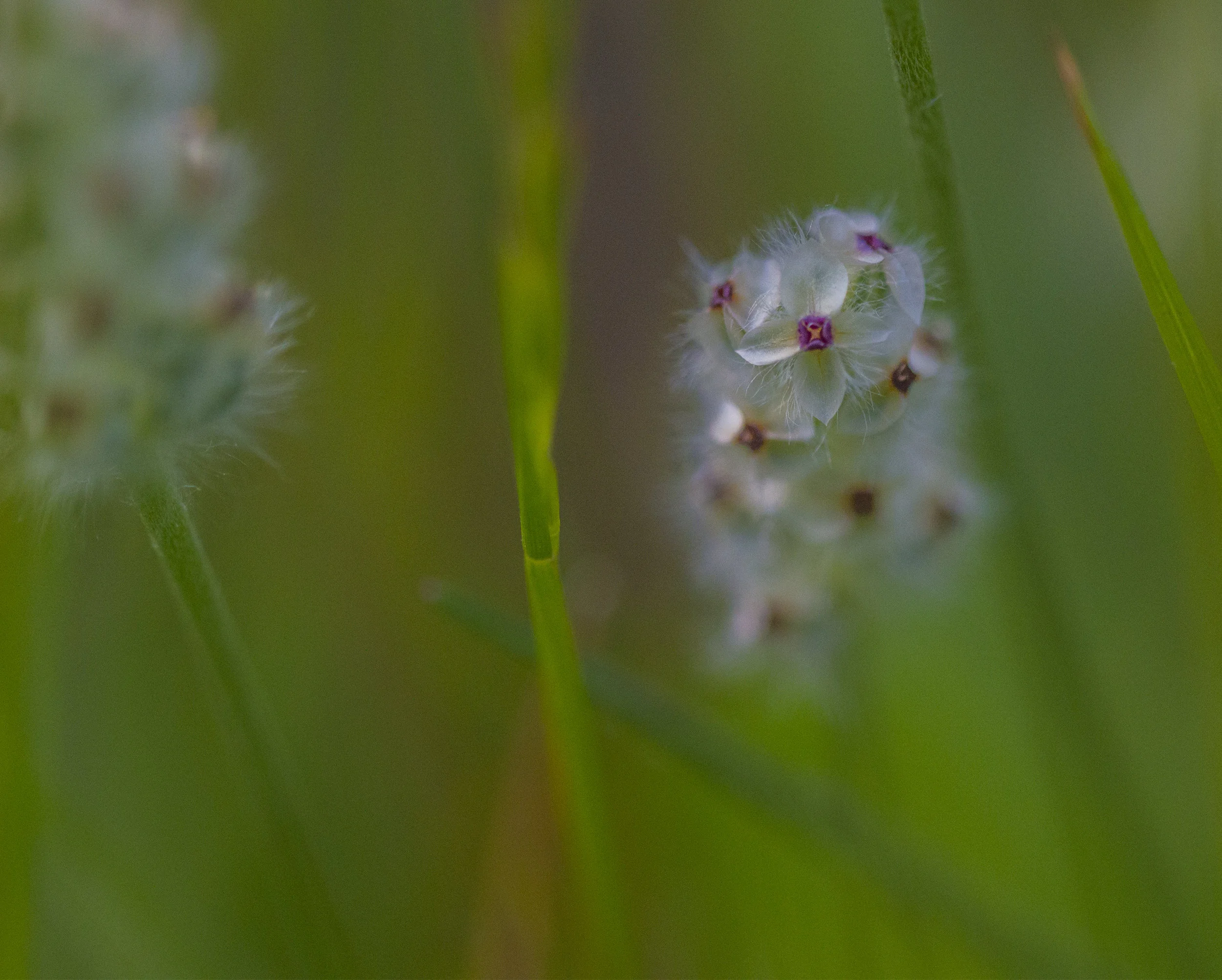 Wildflowers at Santa Teresa County Park, San Jose, California