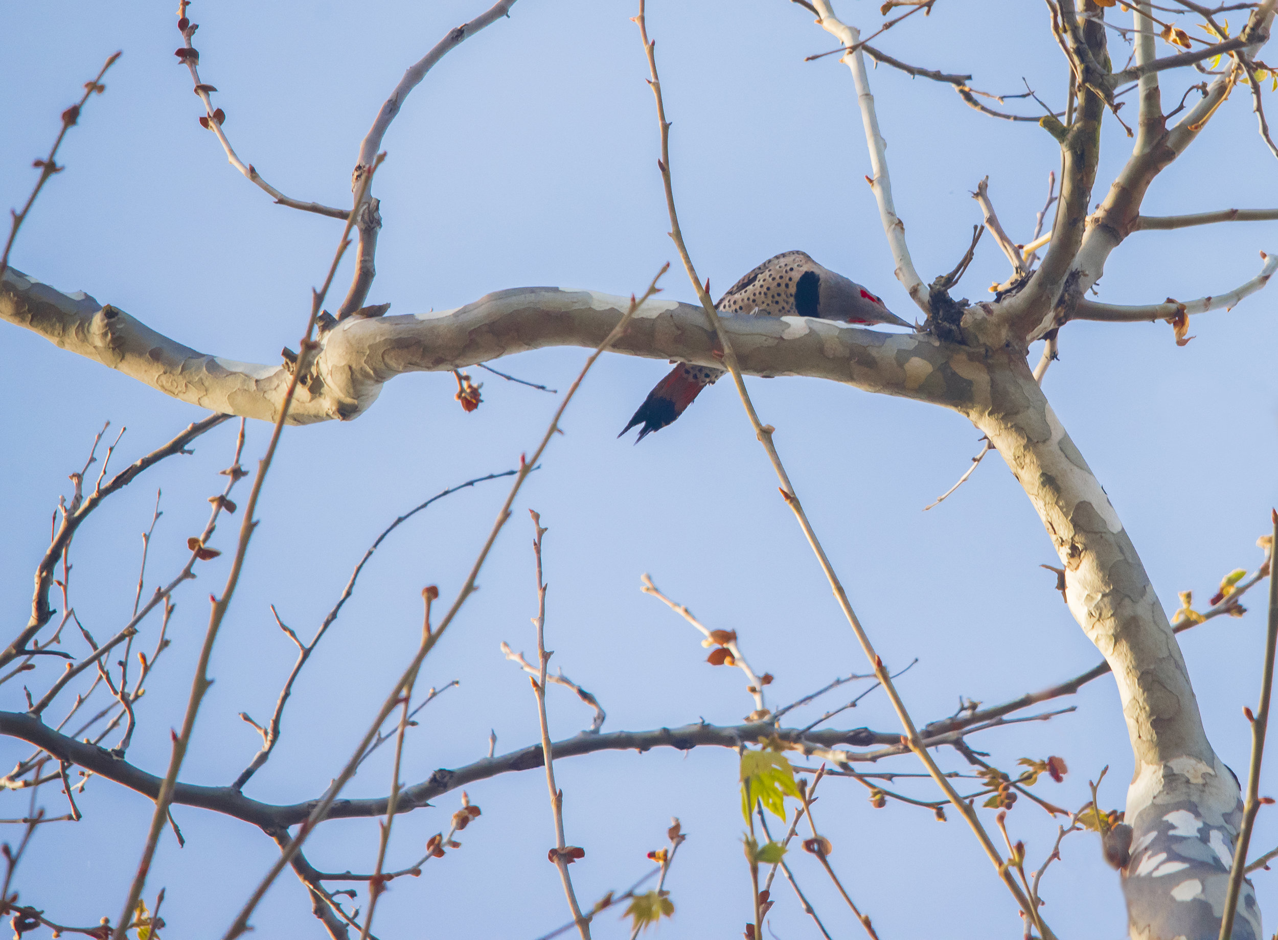  Gilded Flicker in San Jose, California