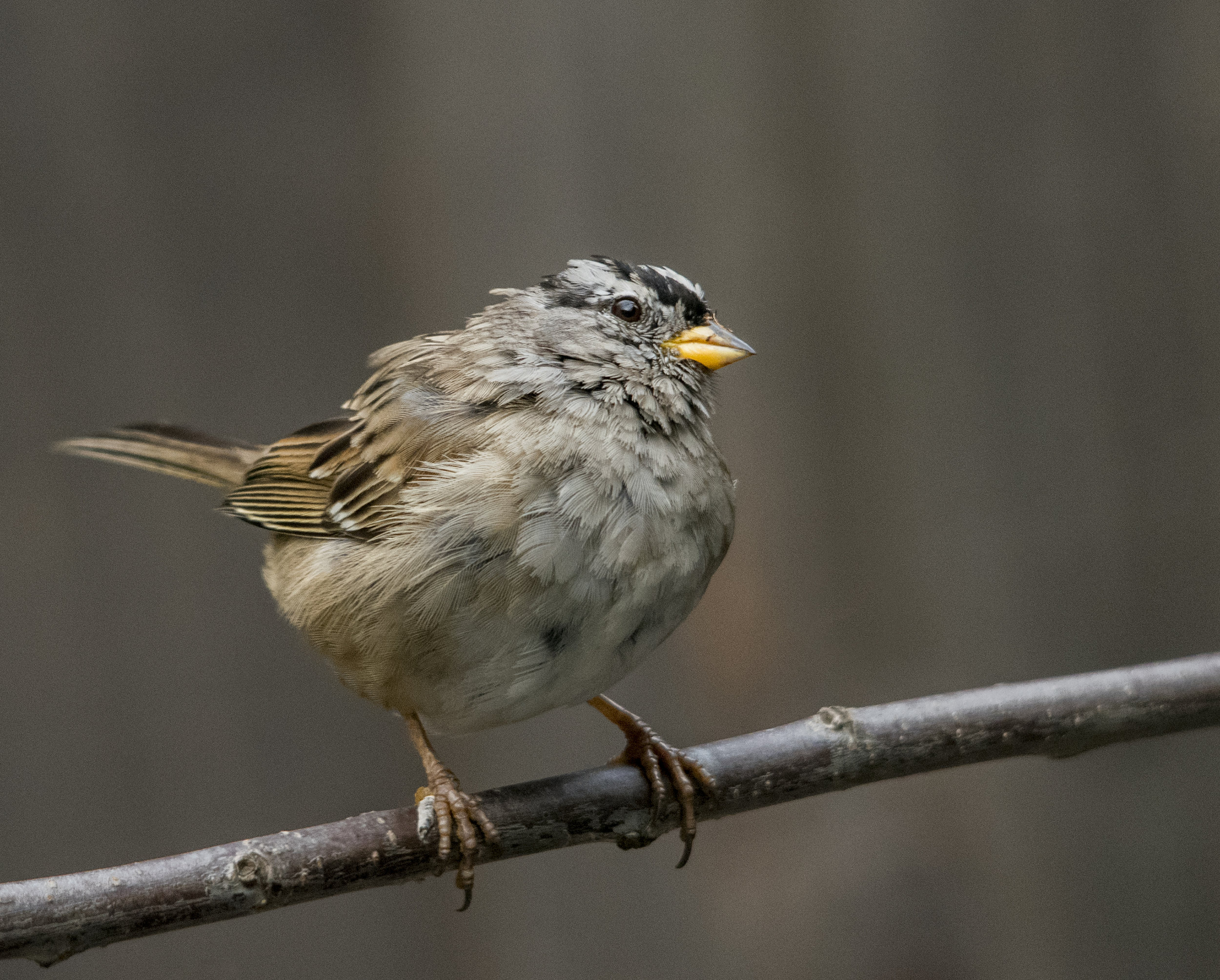 White-crowned Sparrow in San Jose, California