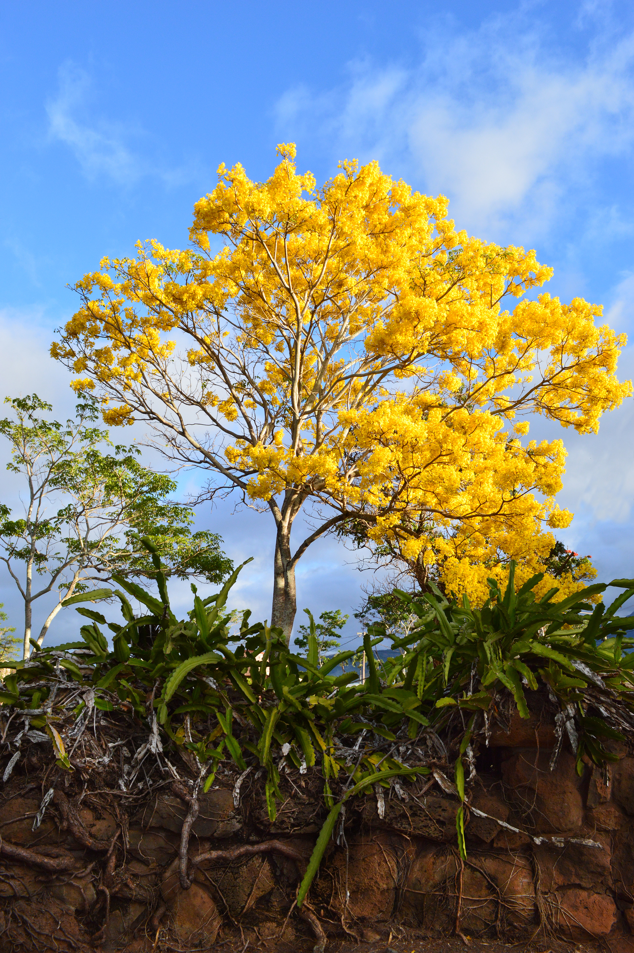 Gold Tree, Prima Vera, or Trumpet Tree in Haleiwa, Hawaii 