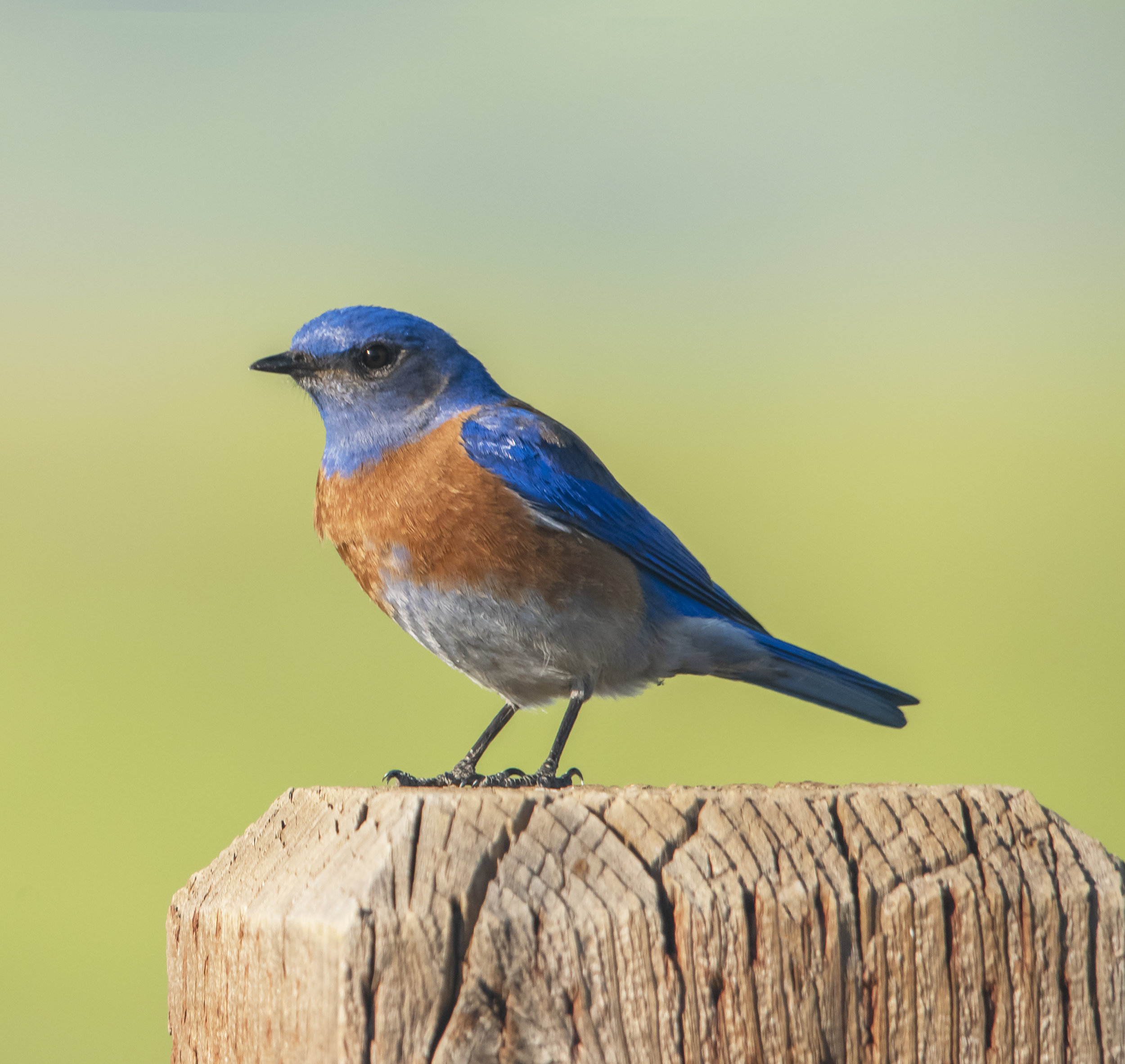 Western Bluebird at Santa Teresa County Park, San Jose, California