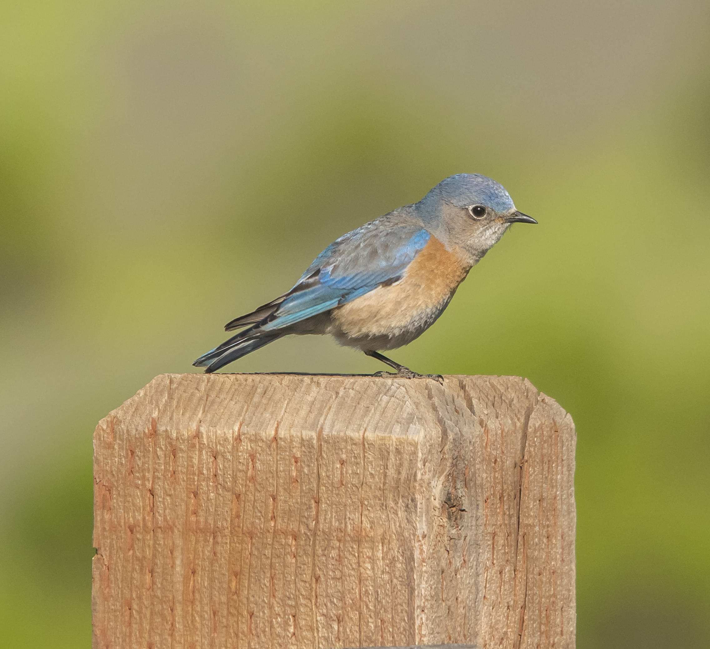 Western Bluebird at Santa Teresa County Park, San Jose, California