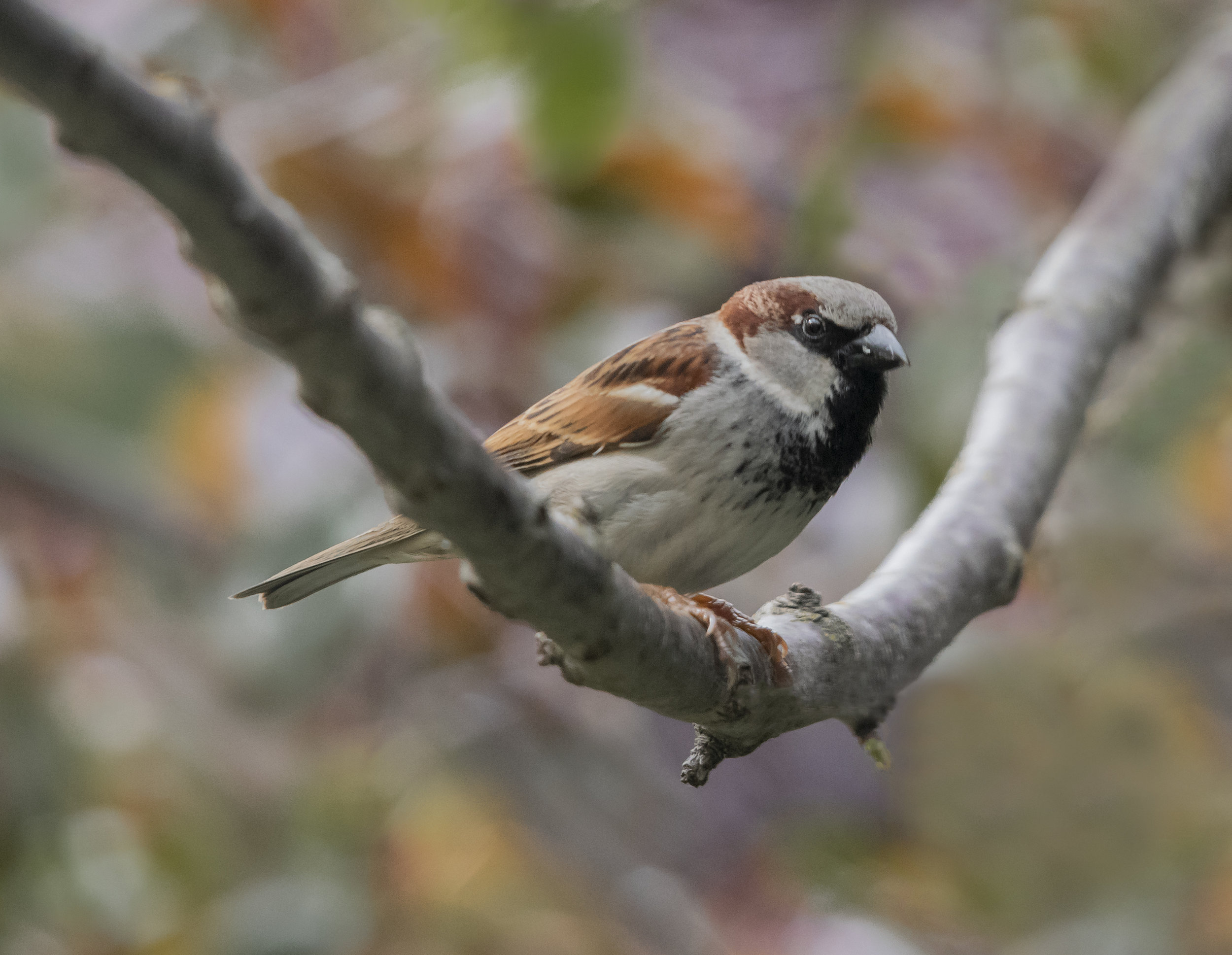 House Sparrow in San Jose, California