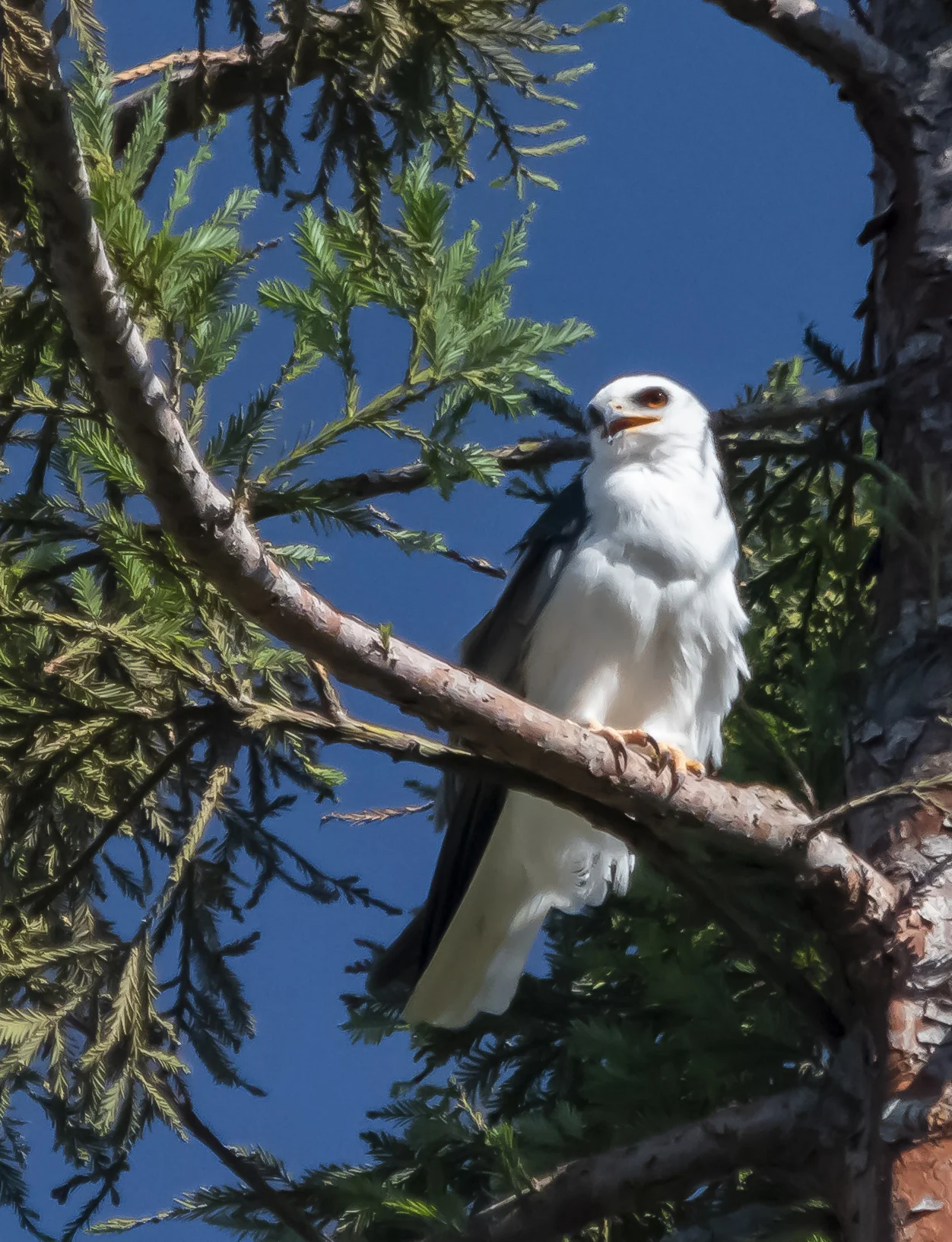 White-tailed Kite in San Jose, California