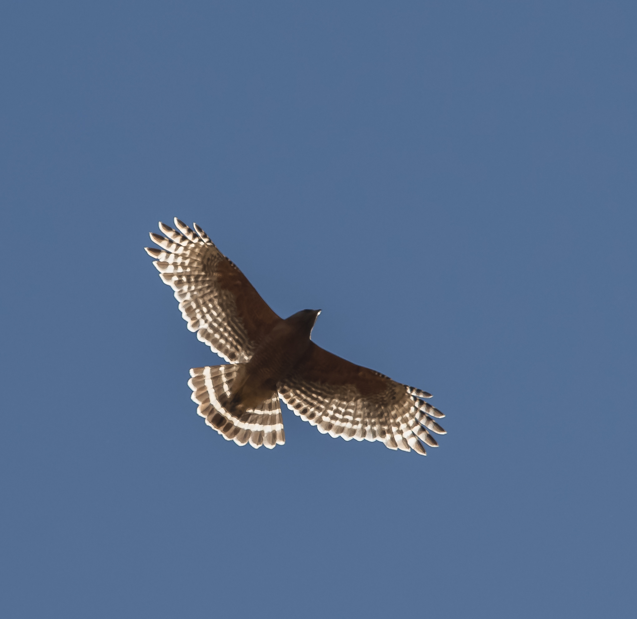 Red-shouldered Hawk at Coyote Valley Open Space Preserve, Morgan Hill, California