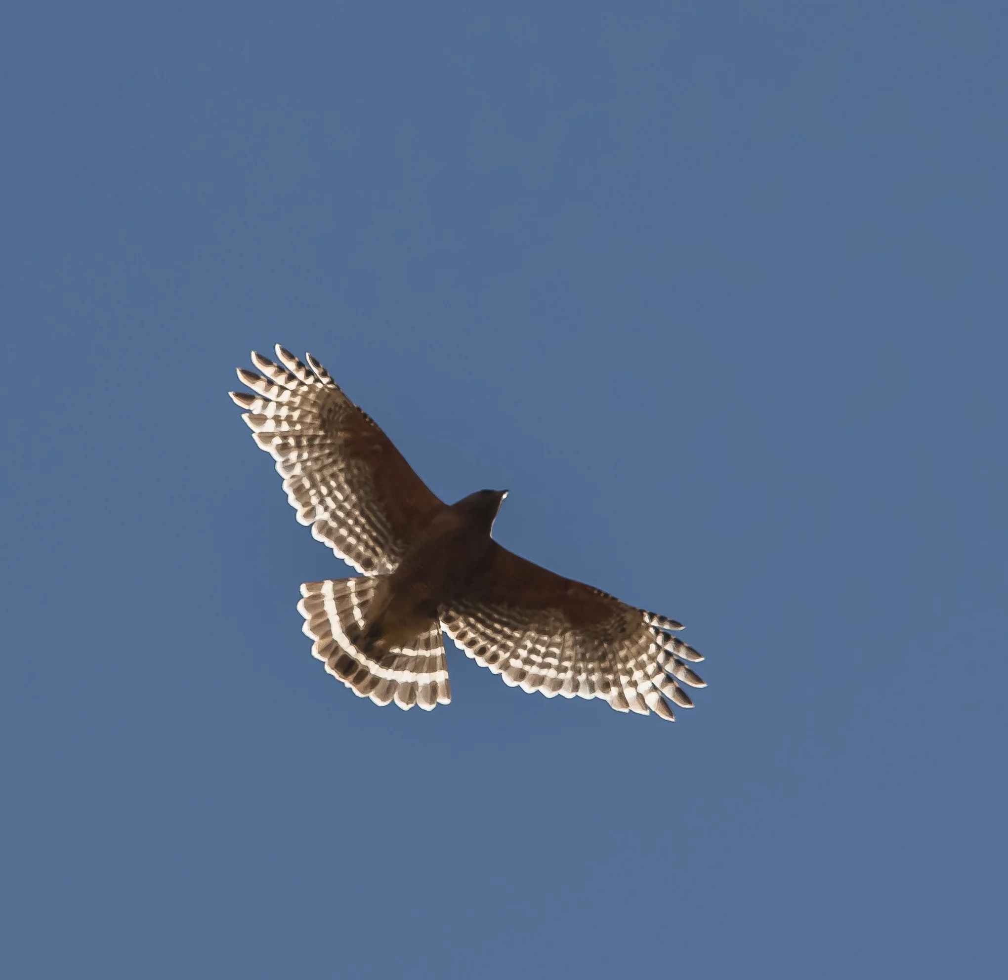 Red-shouldered Hawk at Coyote Valley Open Space Preserve, Morgan Hill, California