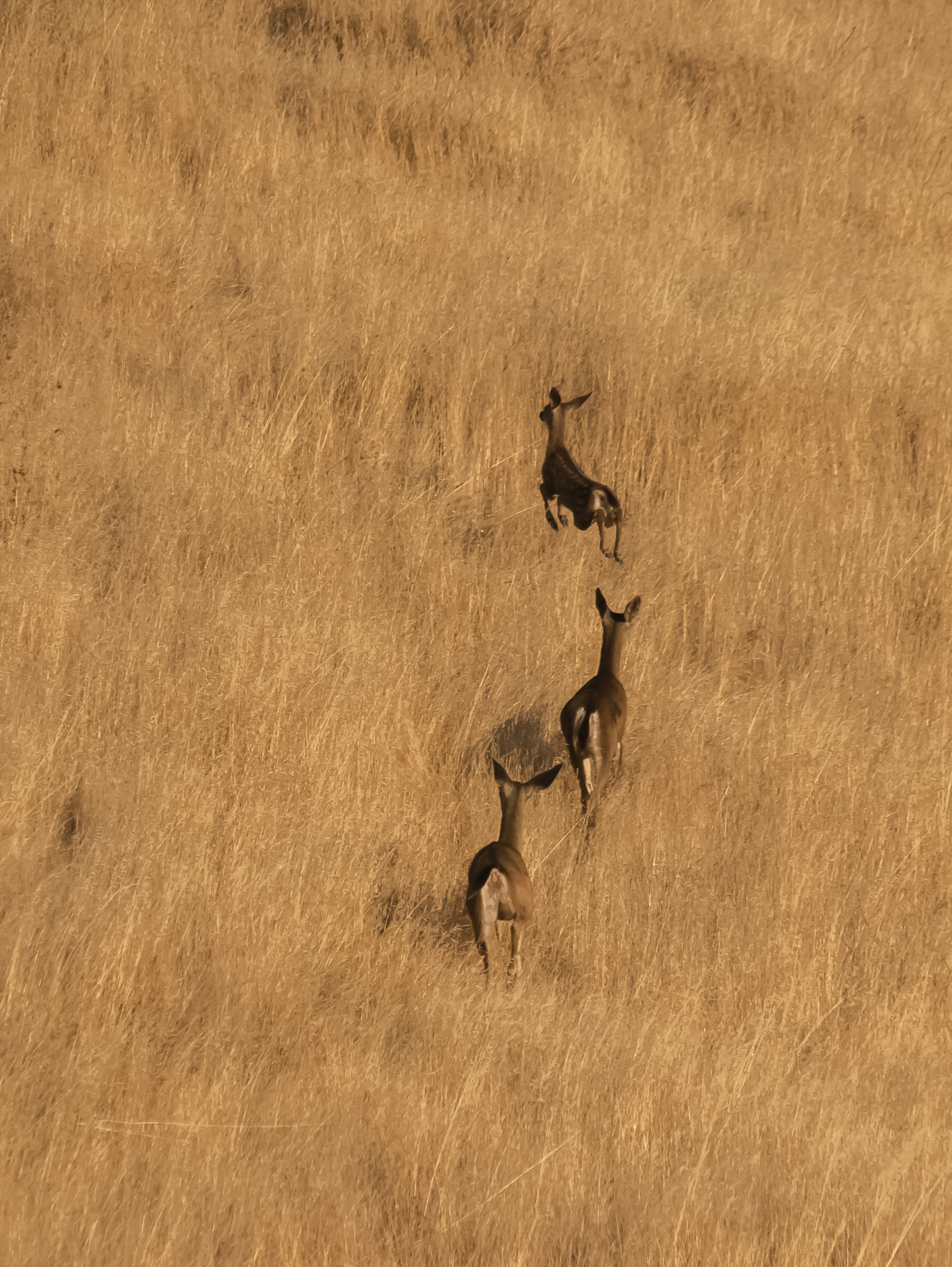 Deer Family, Coyote Valley Open Space Preserve, Morgan Hill, California