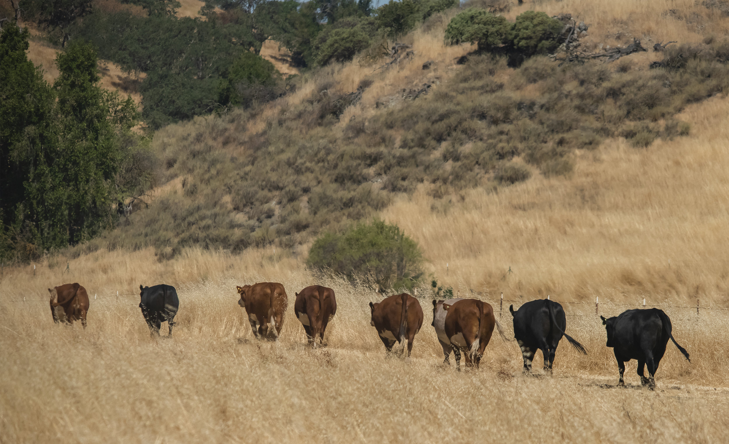 Cows at Coyote Valley Open Space Preserve, Morgan Hill, California