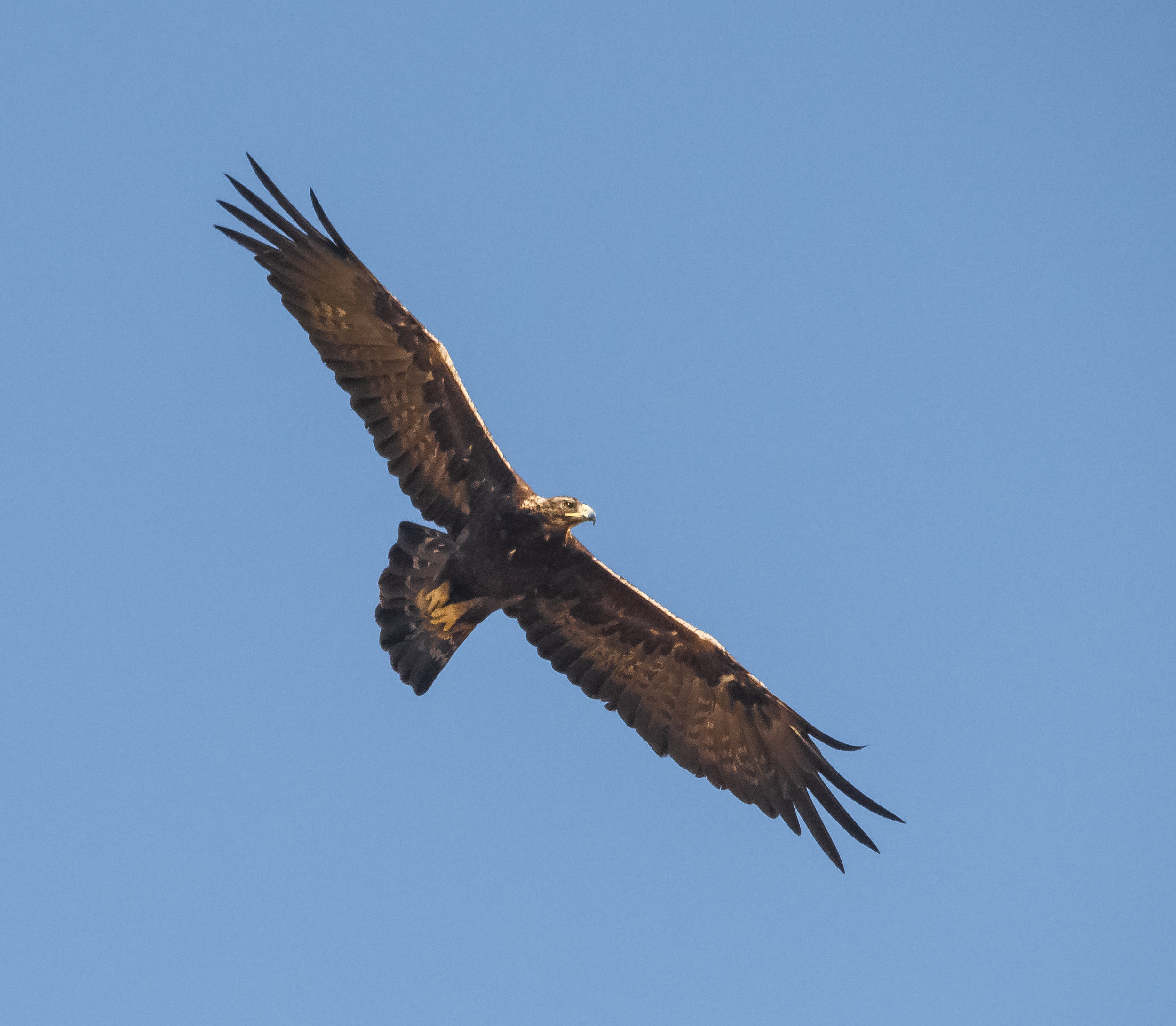 Golden Eagle at Coyote Valley Open Space Preserve, Morgan Hill, California 