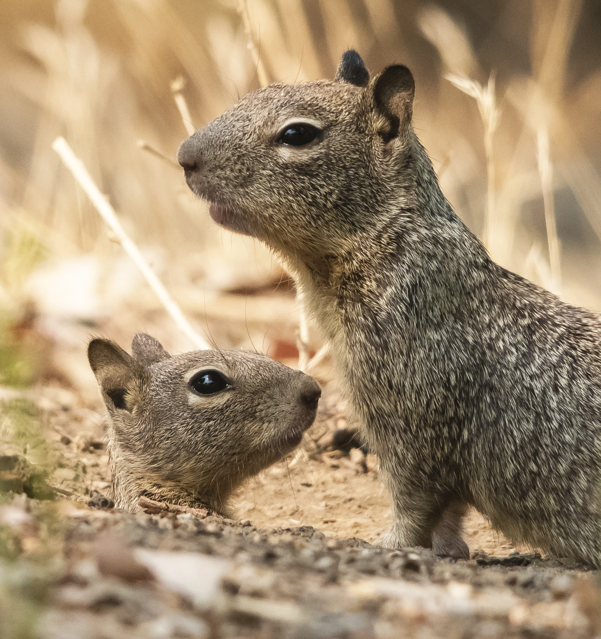 California Ground Squirrel Family, Almaden Lake Park, San Jose, California
