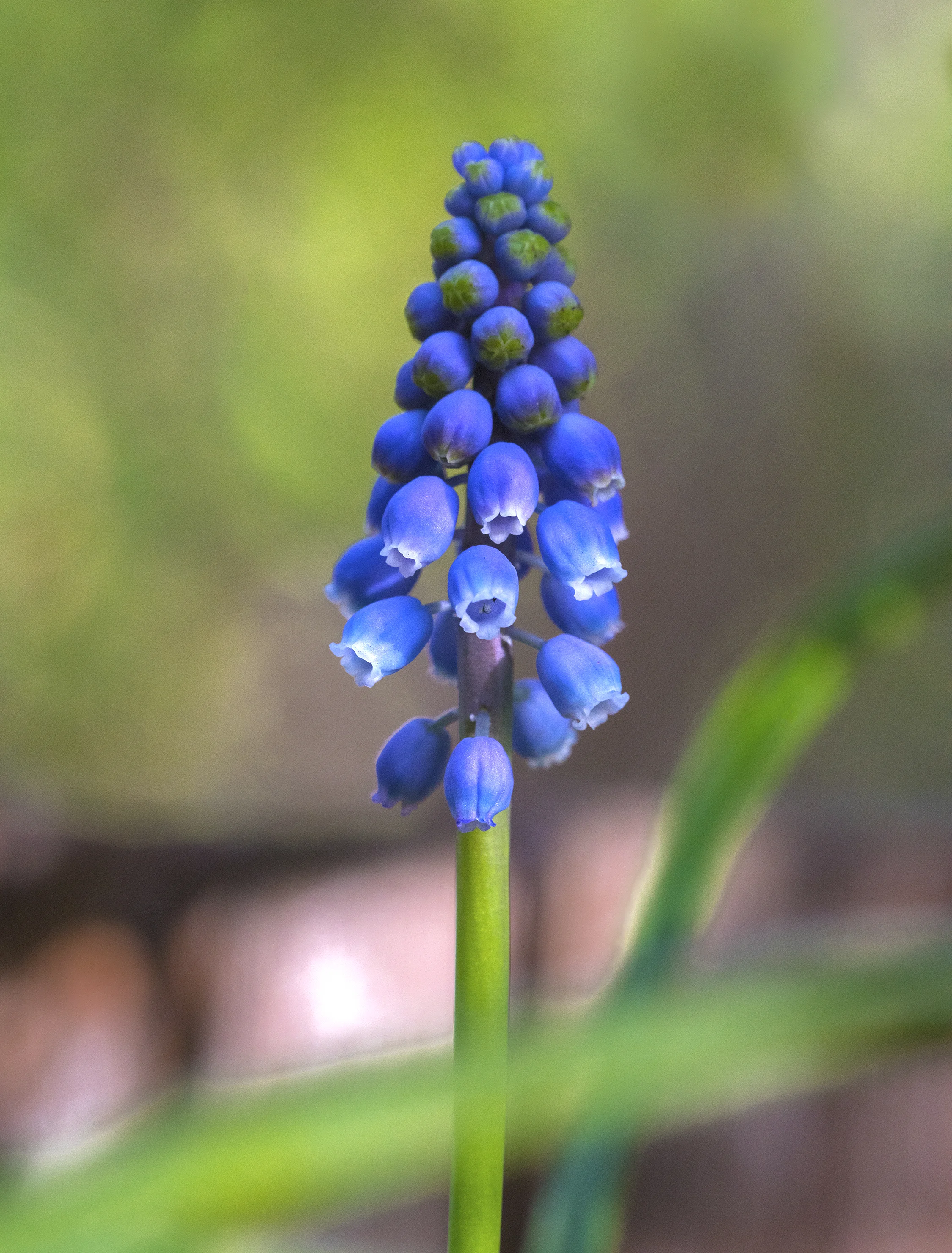 Blue Grape Hyacinth in San Jose, California