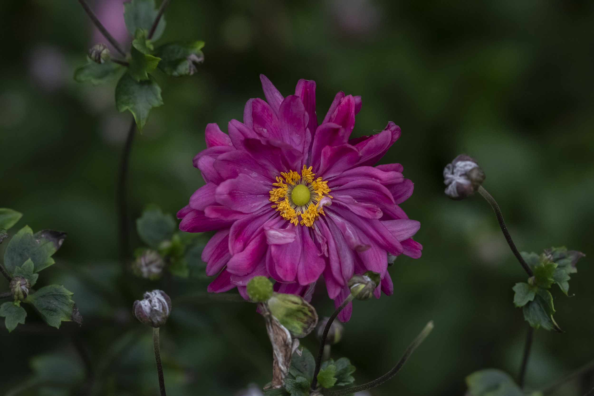 U. S. Botanical Garden, Washington, D. C.