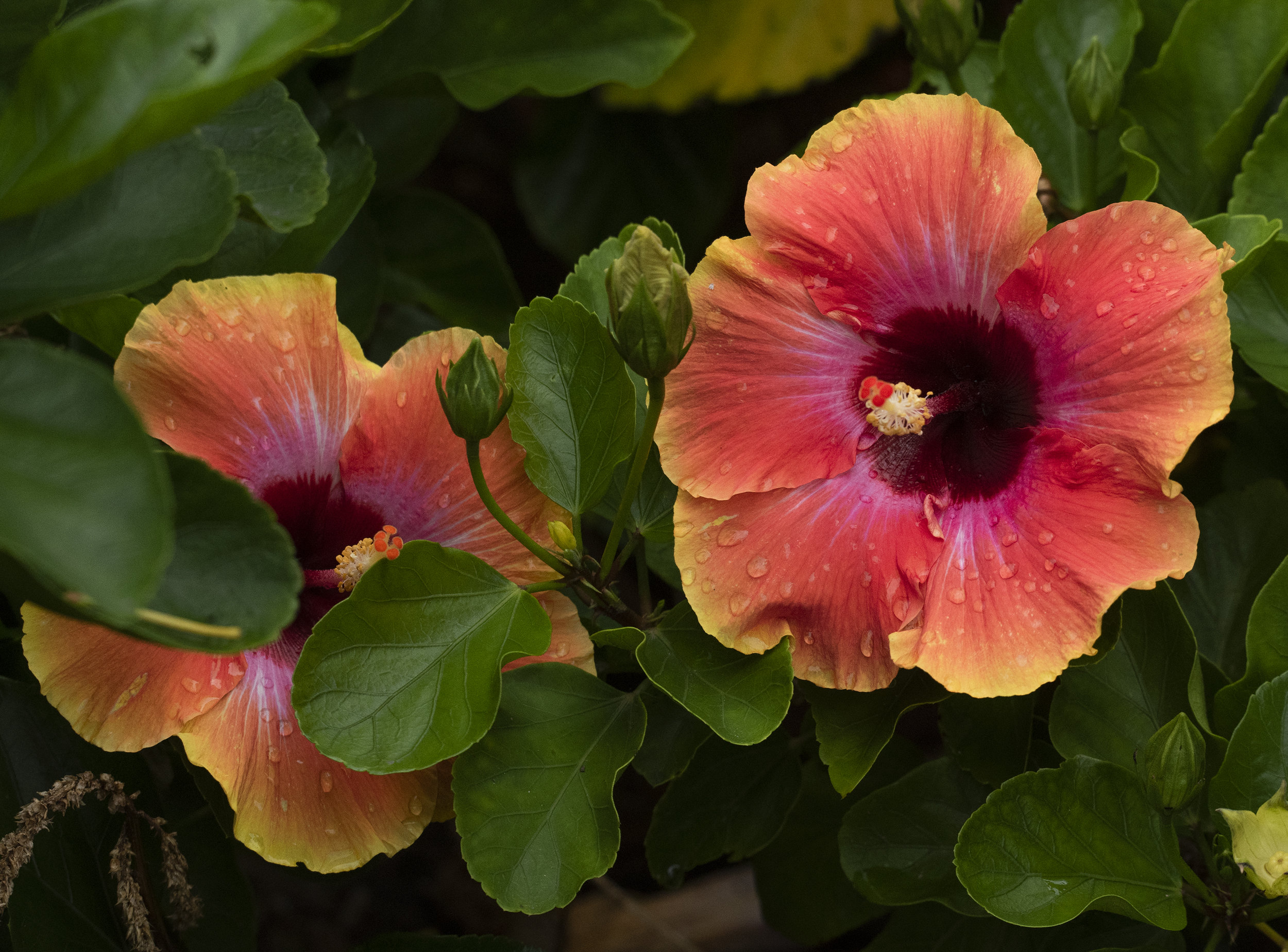 Hibiscus at U. S. Botanical Garden, Washington, D. C.