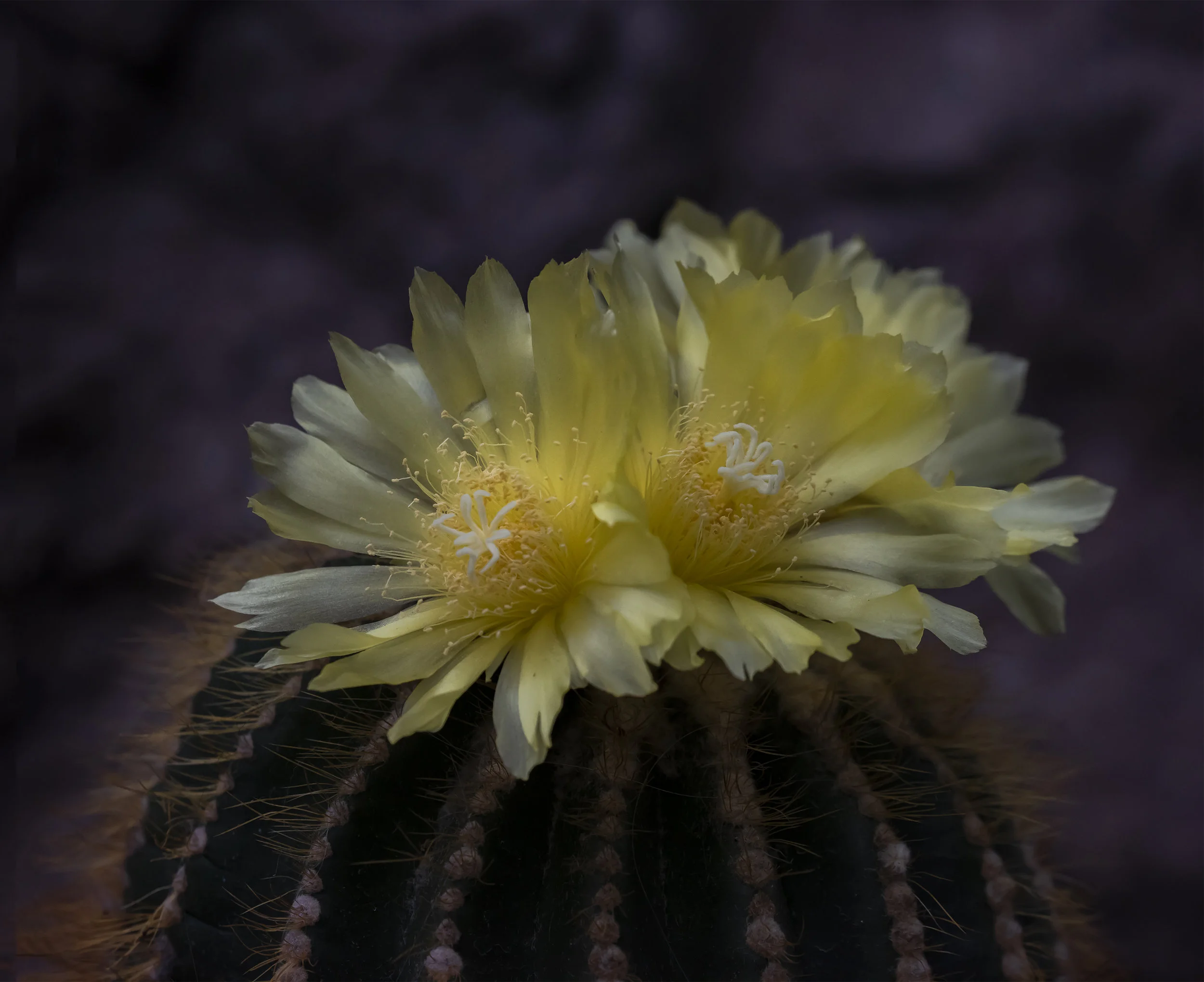 Parodia Warasii at United States Botanical Garden, Washington, D. C.