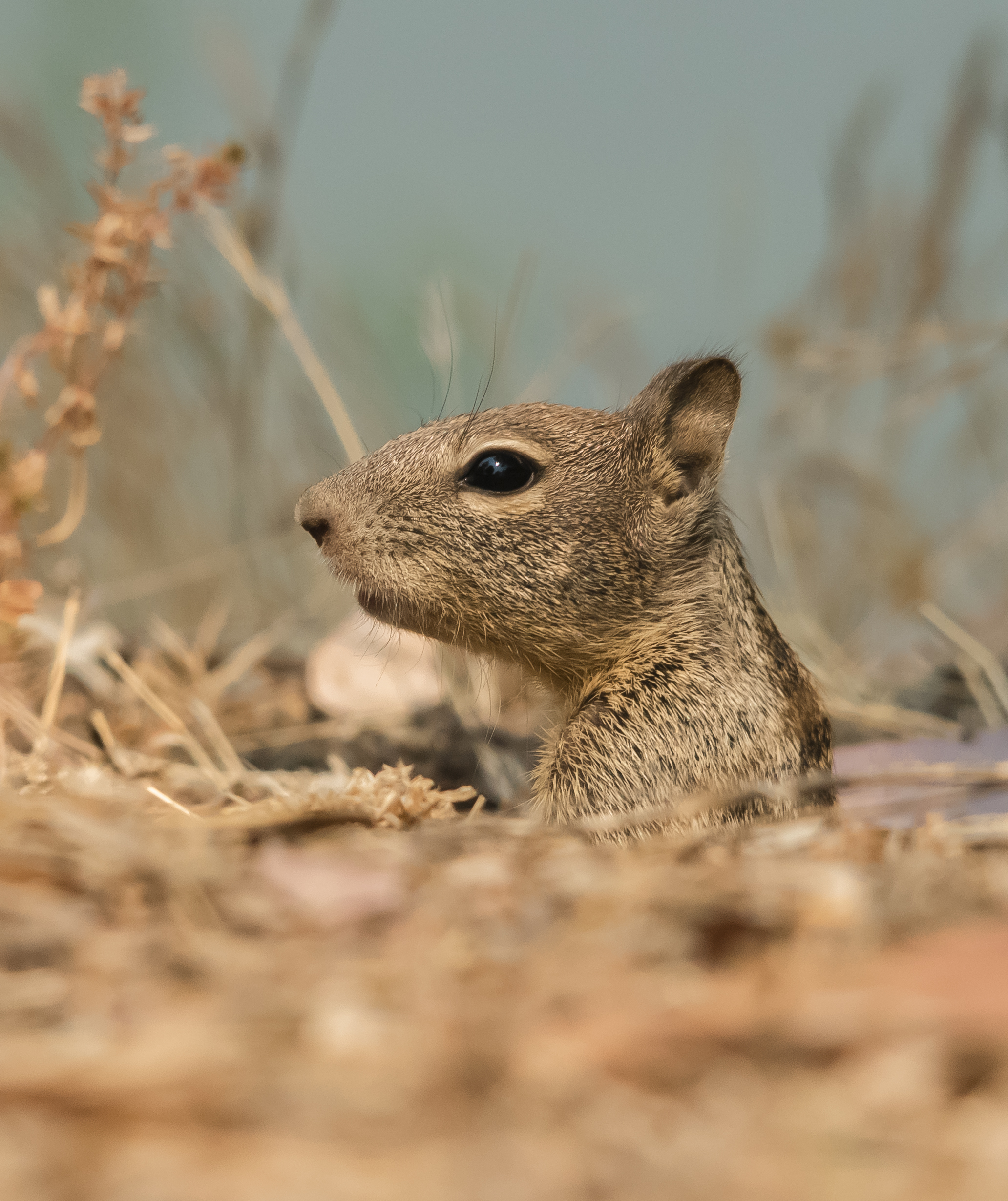 Baby California Ground Squirrel, Almaden Lake Park, San Jose, California