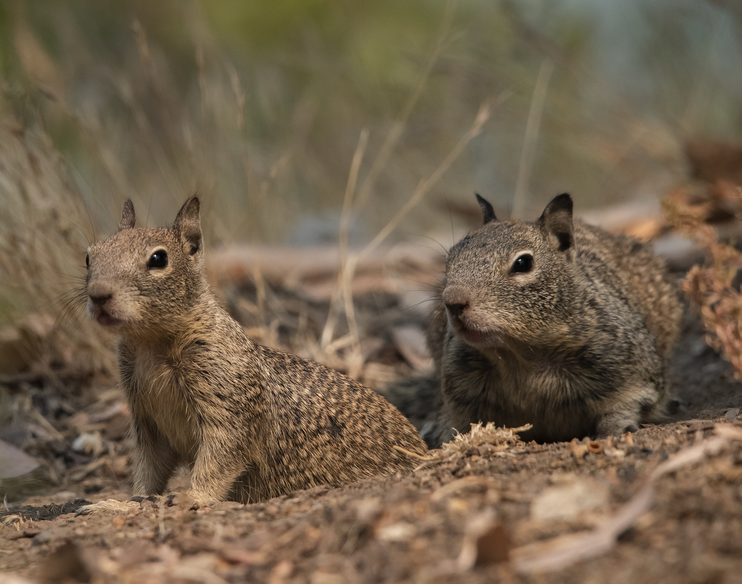 California Ground Squirrel Family, Almaden Lake Park, San Jose, California