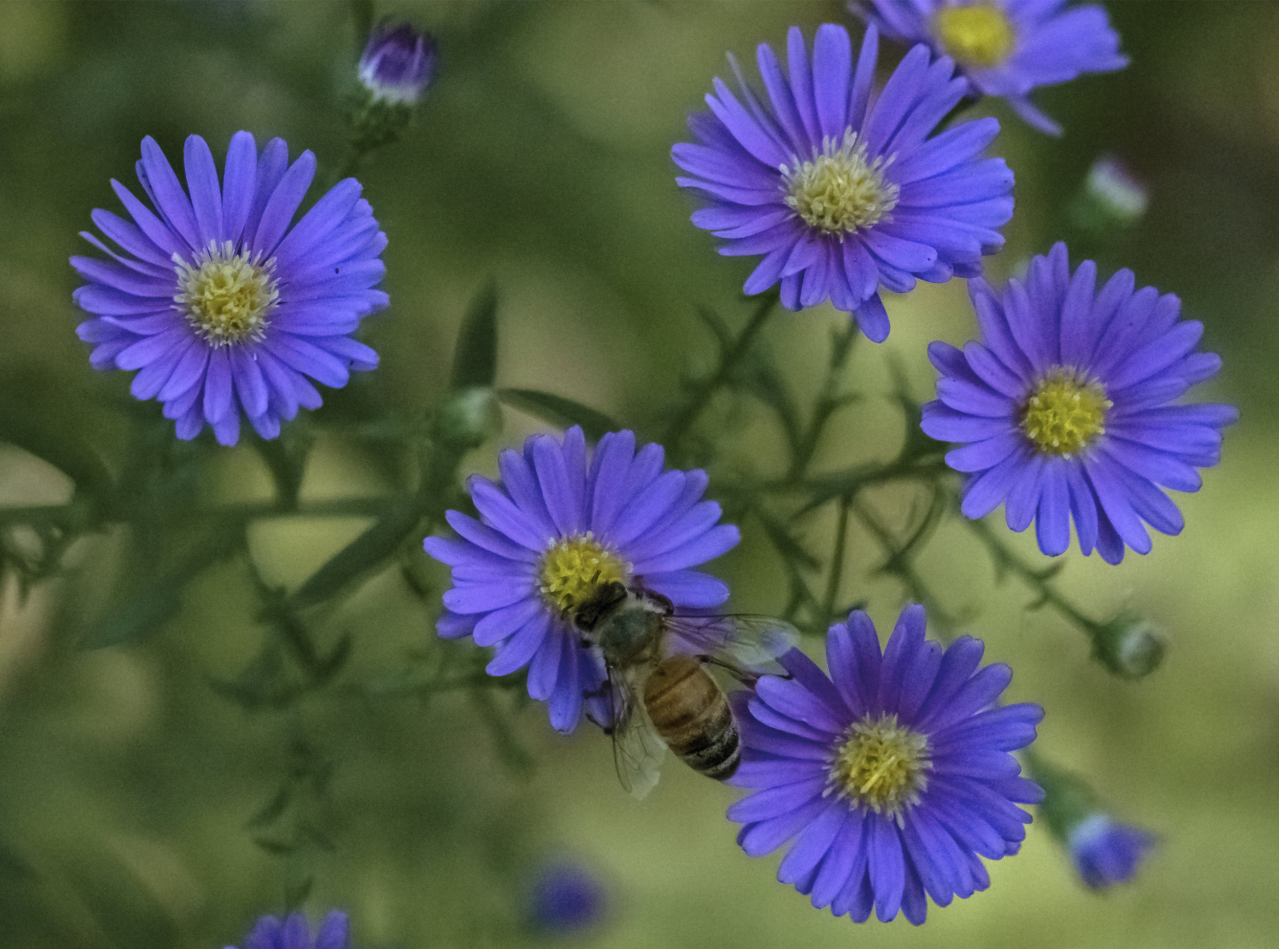 Bee in Purple Flowers in San Jose, California