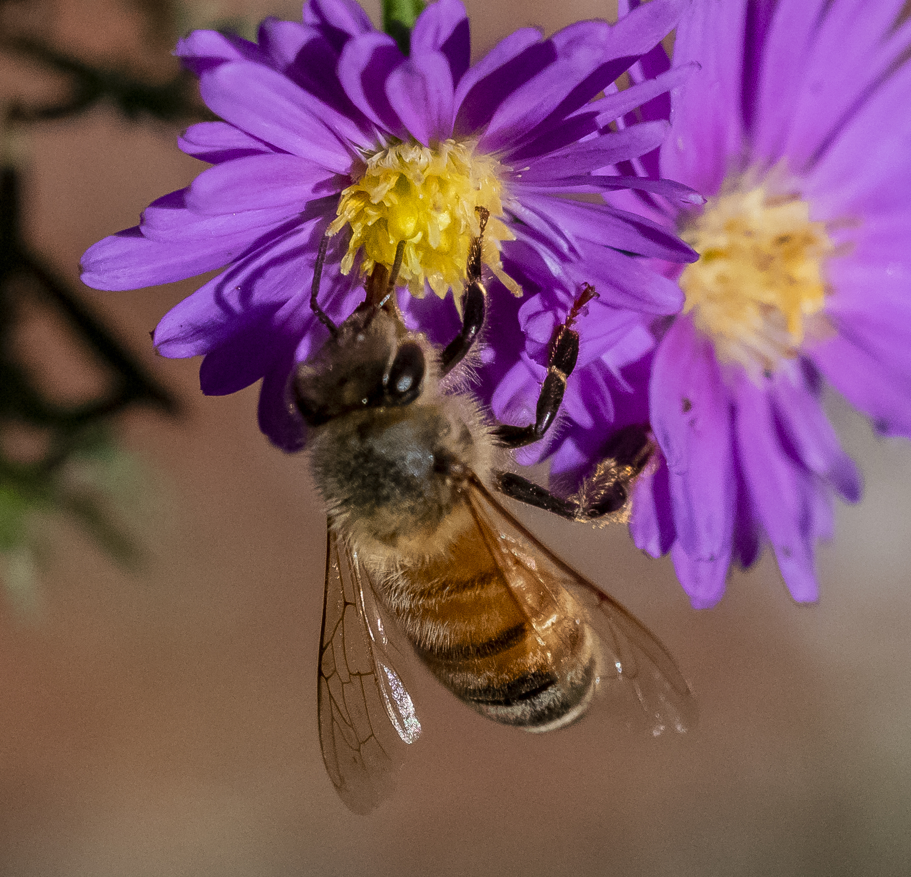 Bee in Purple Flowers in San Jose, California