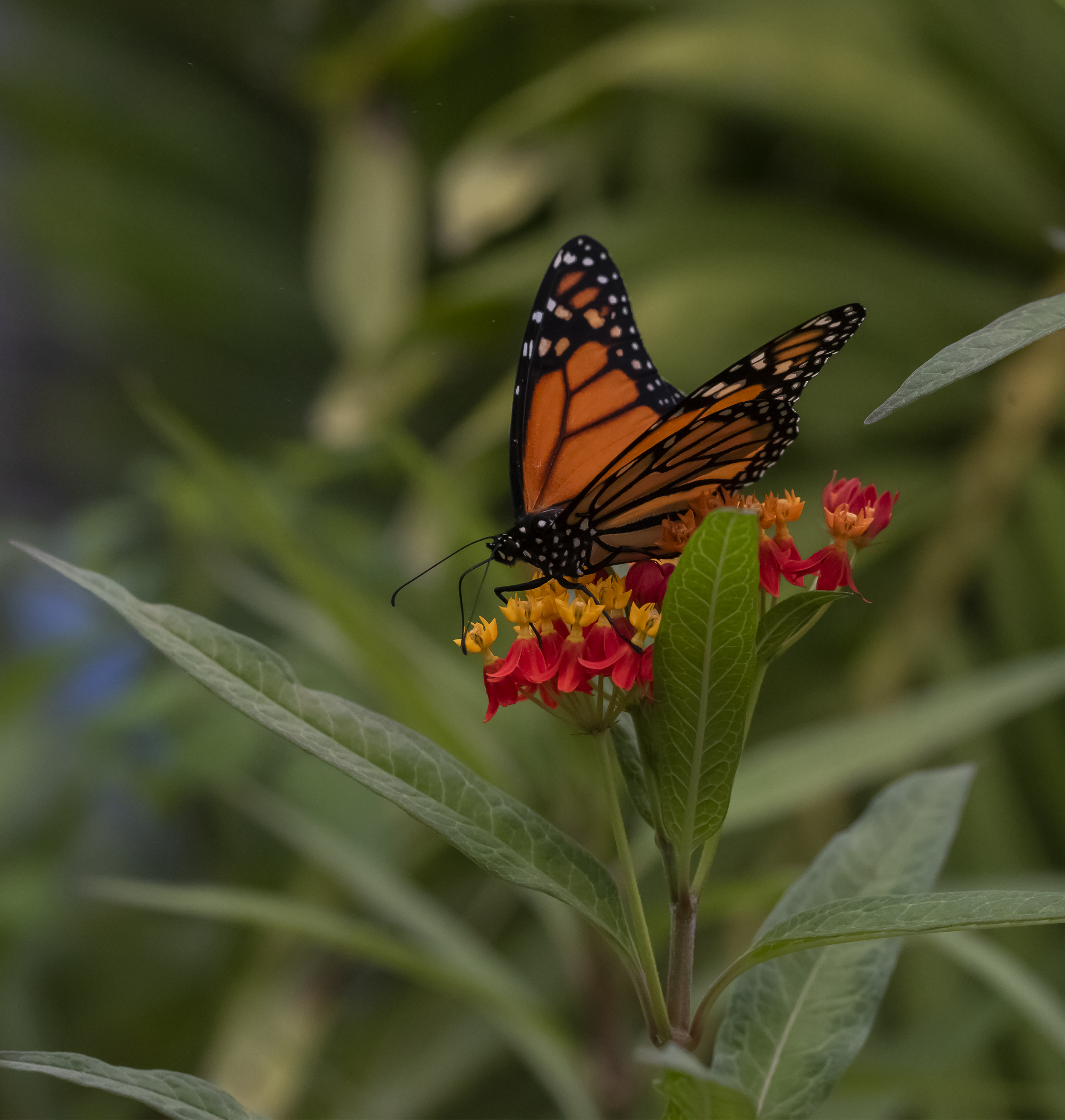 Butterfly in U. S. Botanical Garden, Washington, D. C.