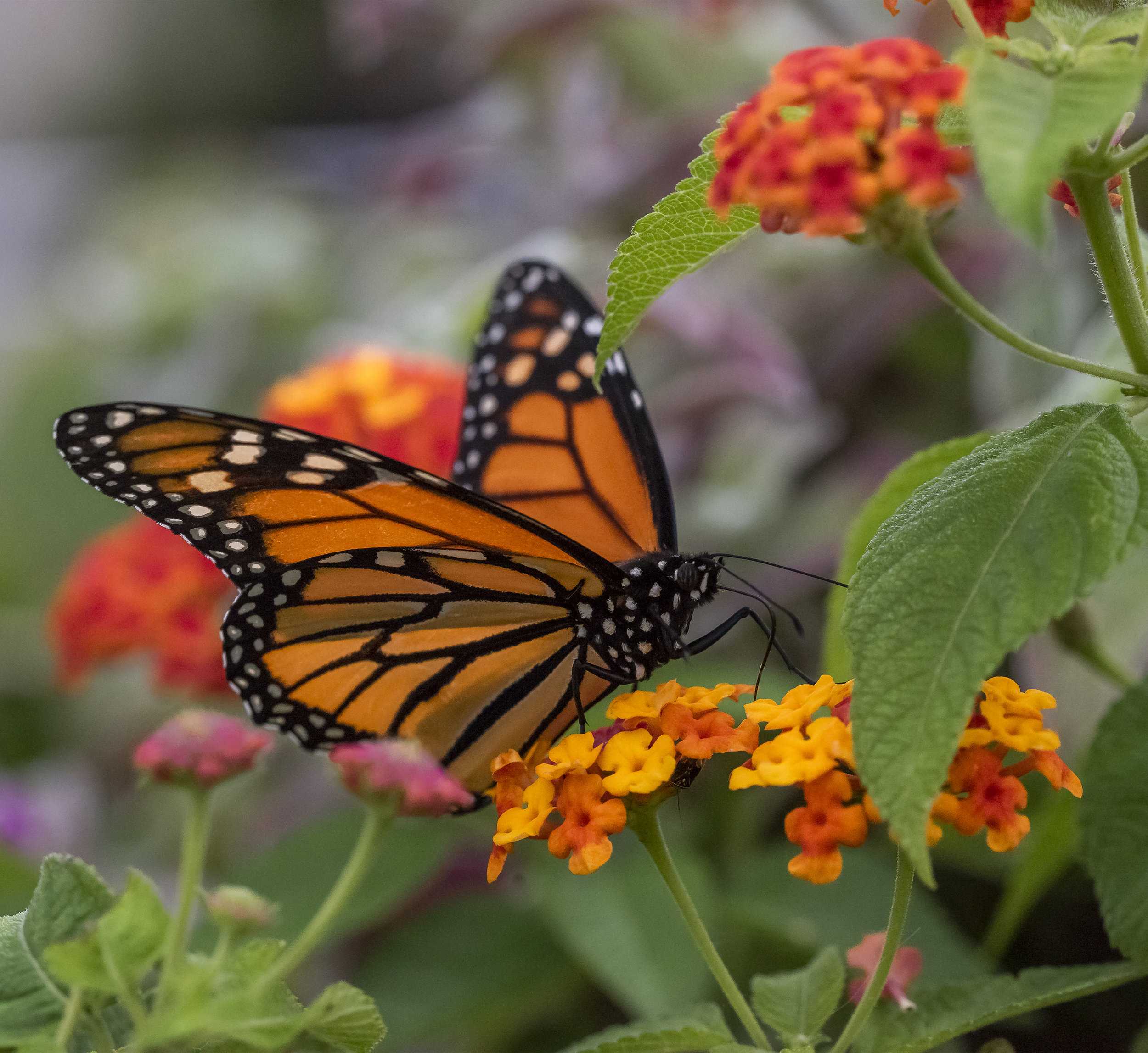 Butterfly in U. S. Botanical Garden, Washington, D. C.