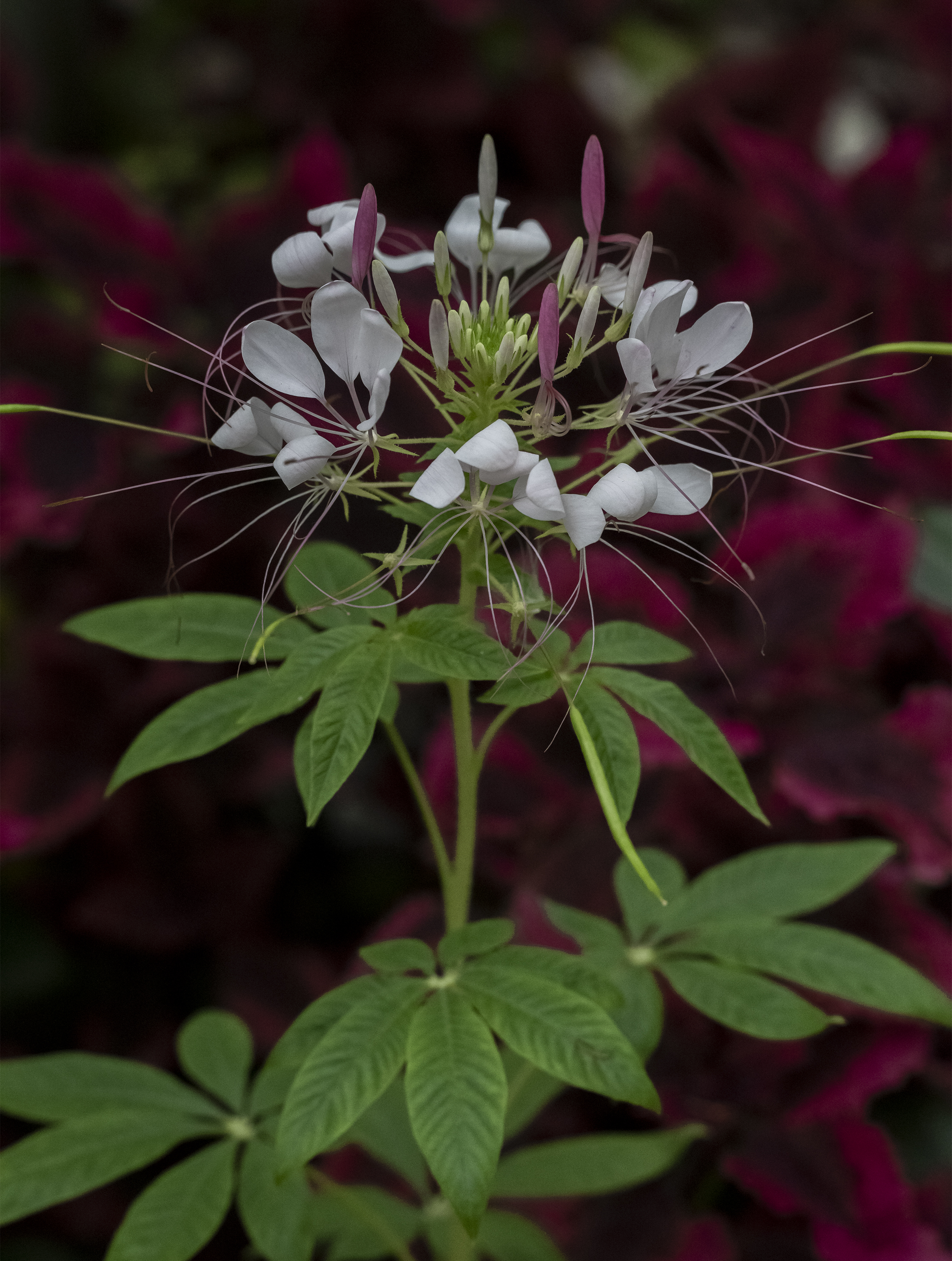 U. S. Botanical Garden, Washington, D. C.