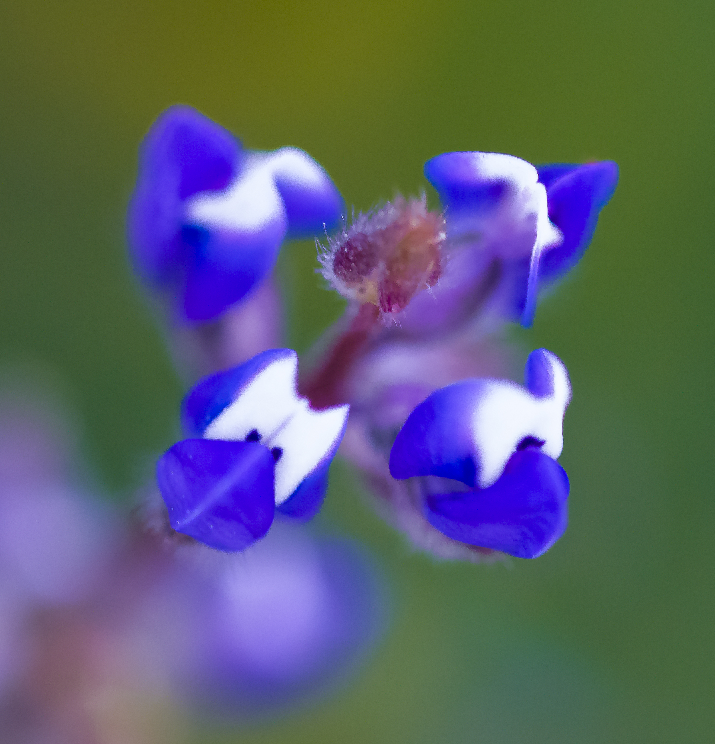 Wildflowers at Santa Teresa County Park, San Jose, California