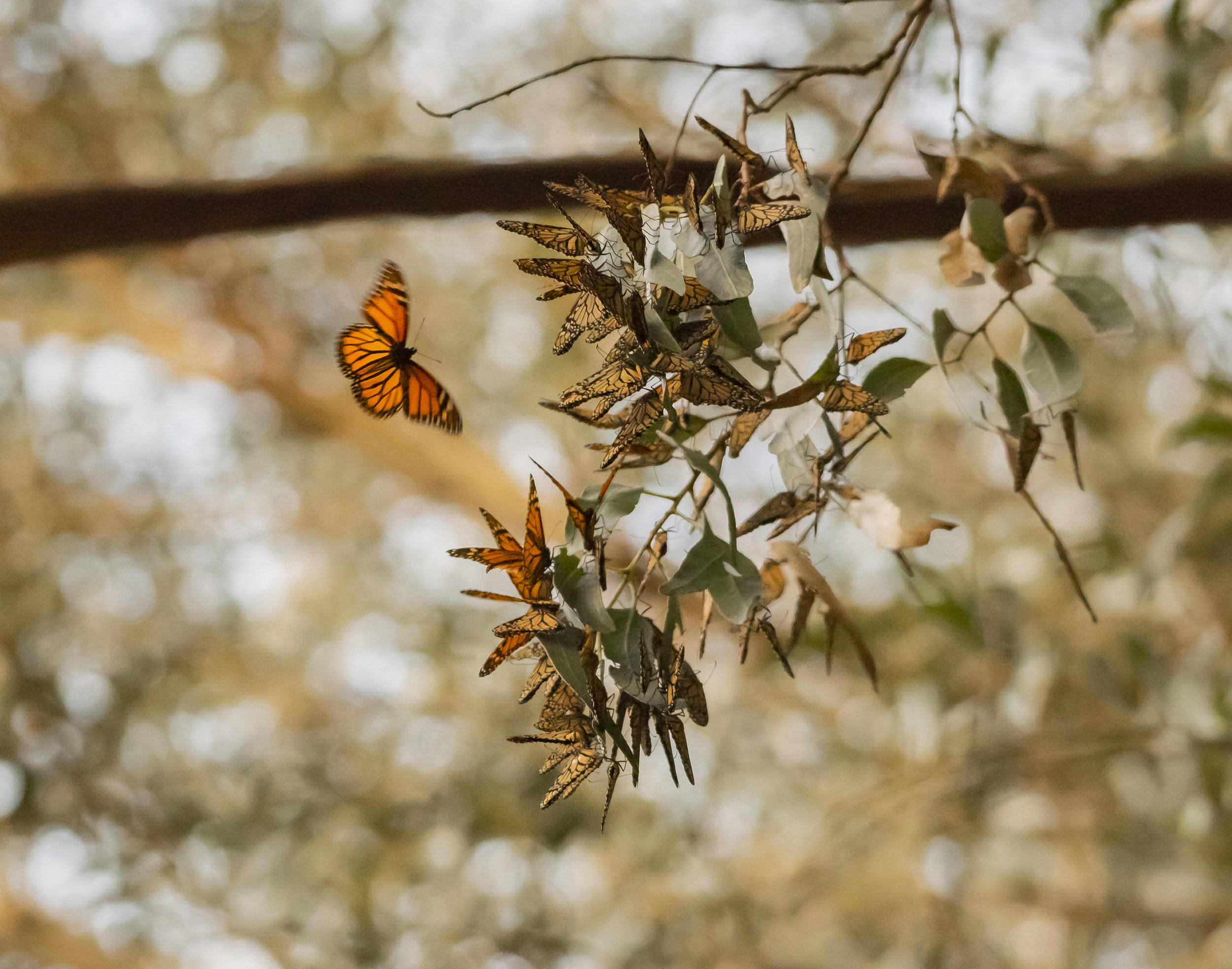 Migrating Monarch Butterflies, Santa Cruz, California