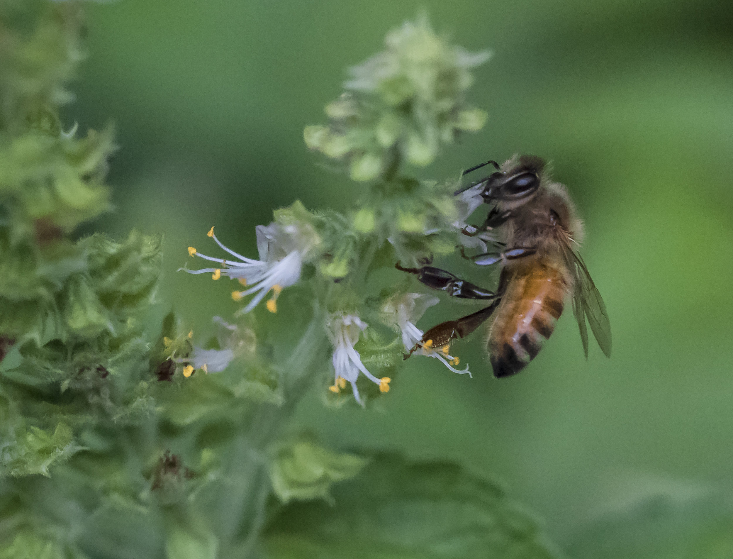 Bee in Holy Basil, San Jose, California