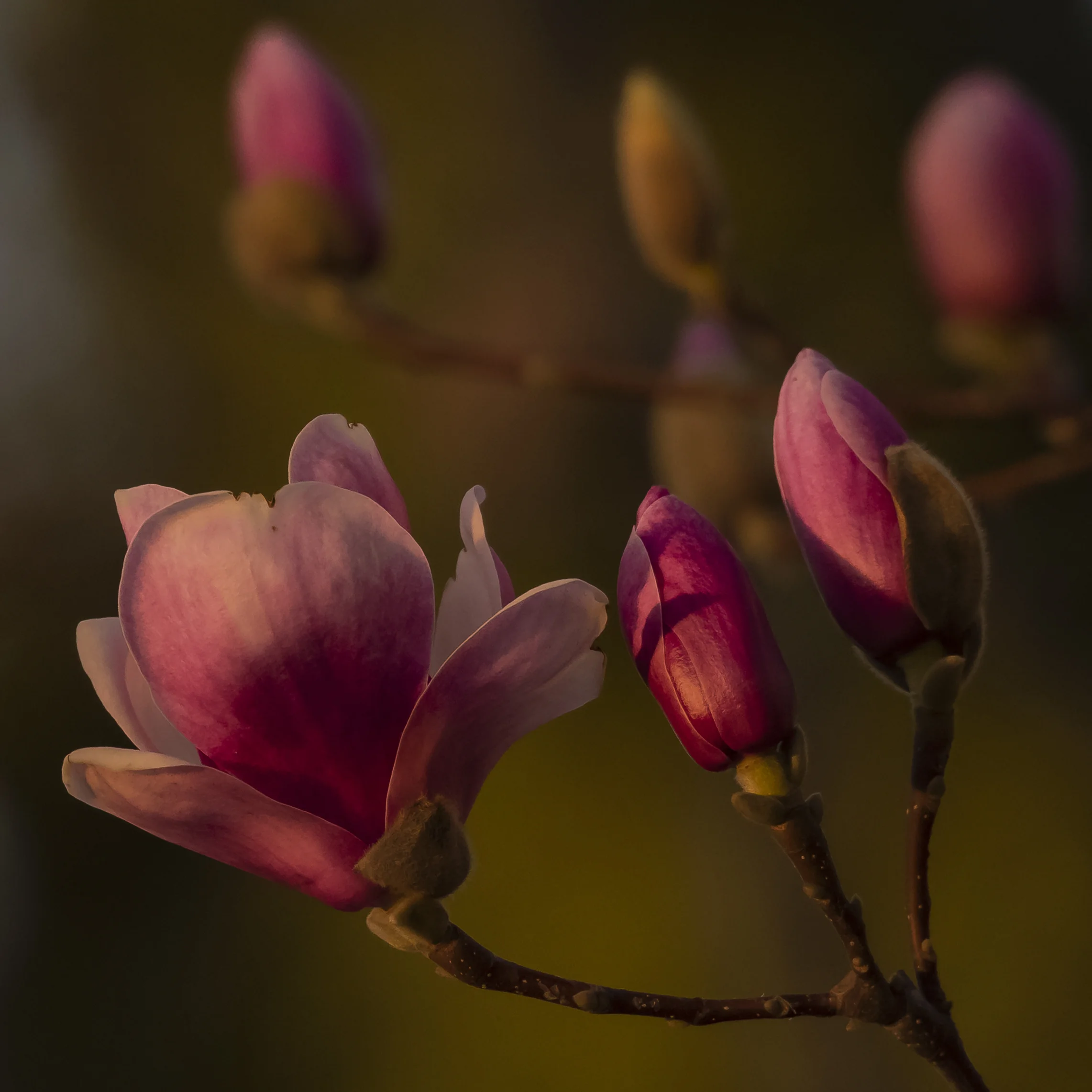 Rustica Rubra Magnolia