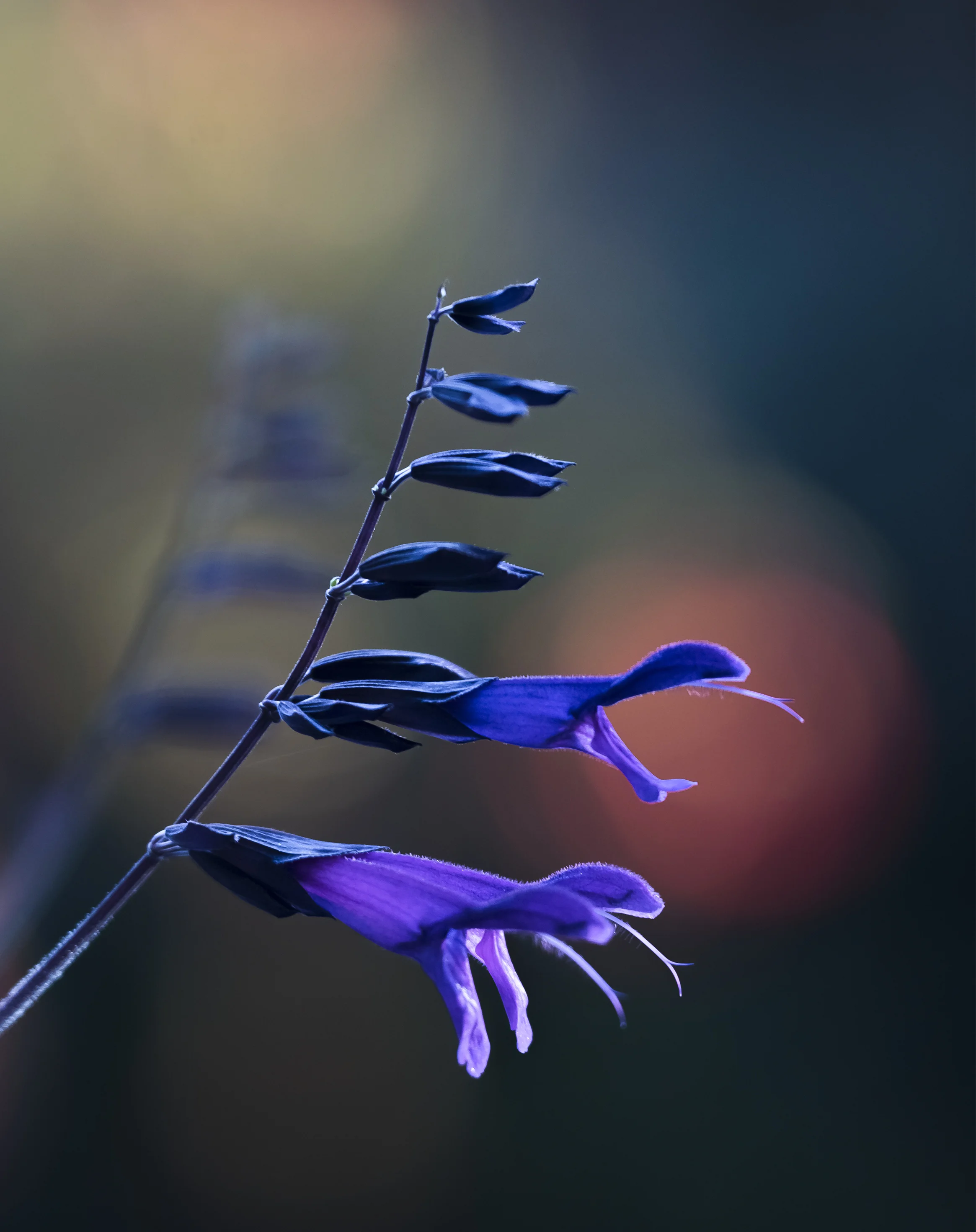 Salvia Amistad