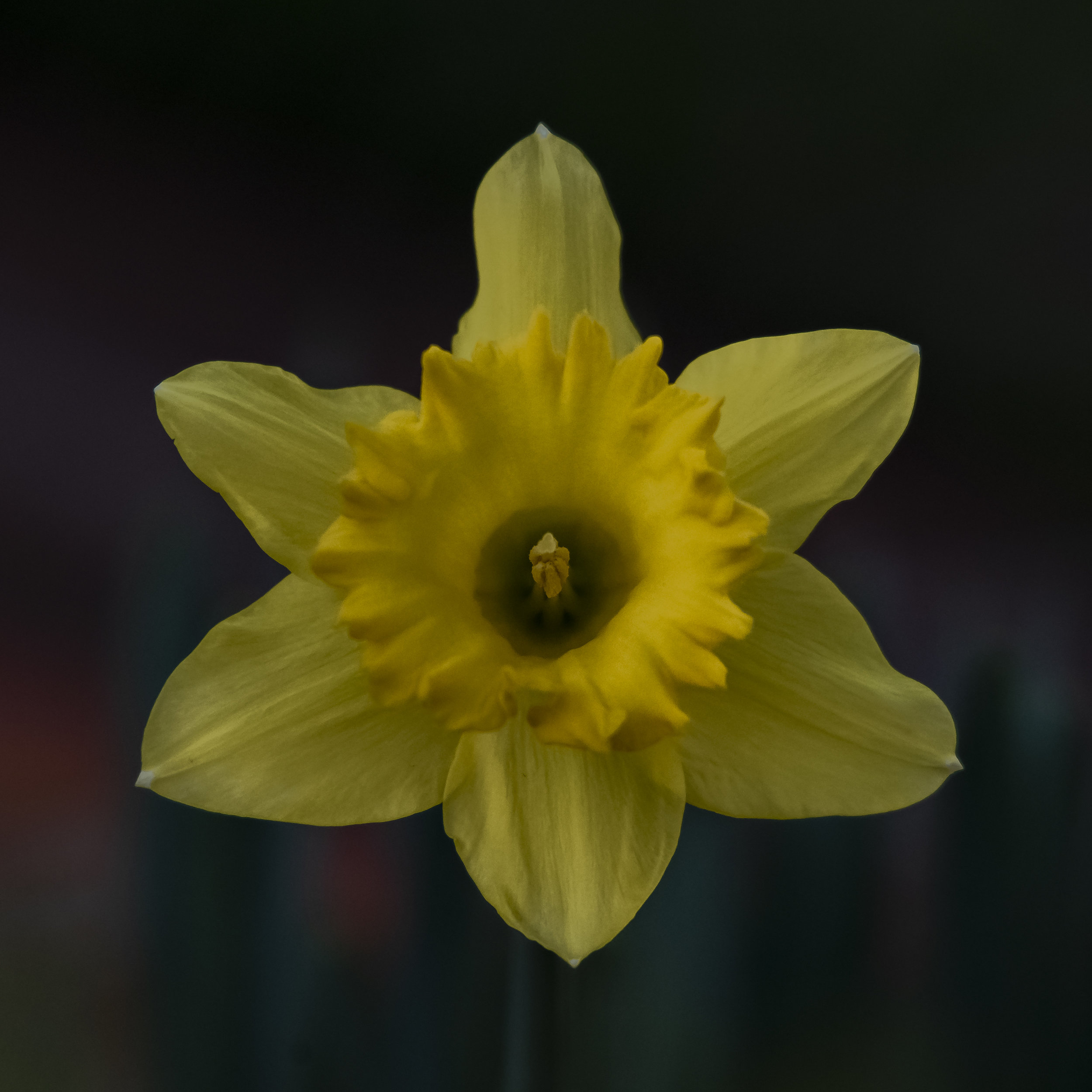 Daffodil in San Jose, California