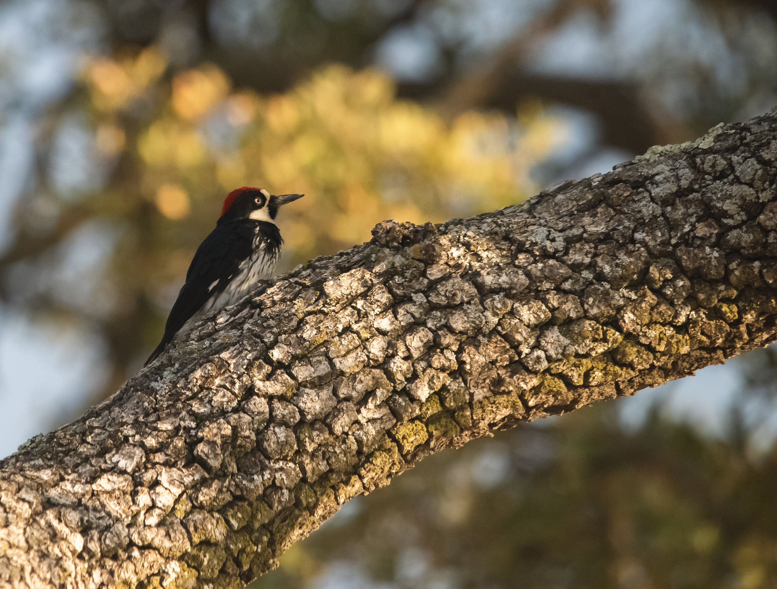 Acorn Woodpecker at Coyote Valley Open Space Preserve, Morgan Hill, California