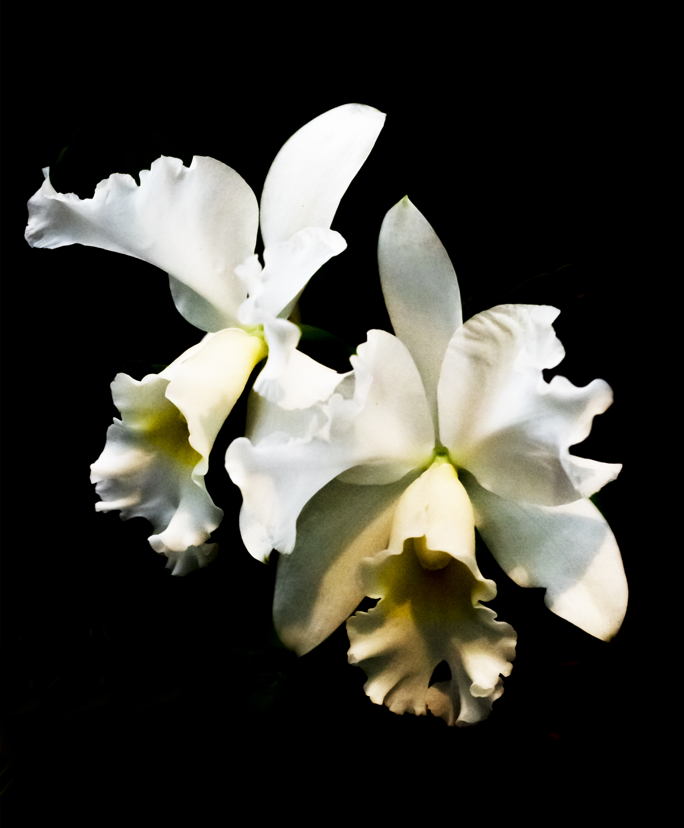 Orchid Hybrid: Cattleya Henrietta Japhet at U. S. Botanical Garden