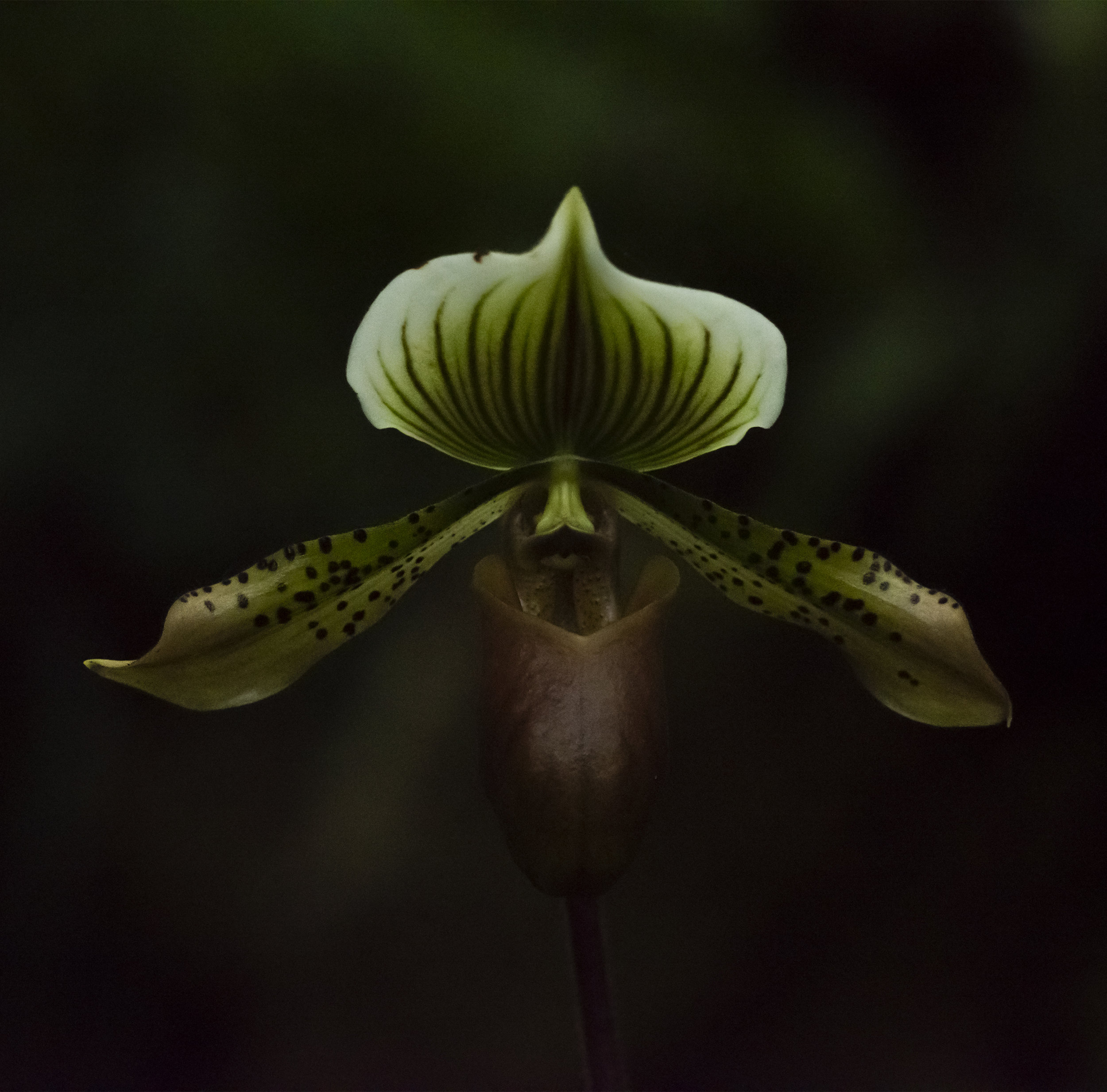 Orchid Hybrid: Paphiopedilum William Mathews at U. S. Botanical Garden, Washington D. C. 