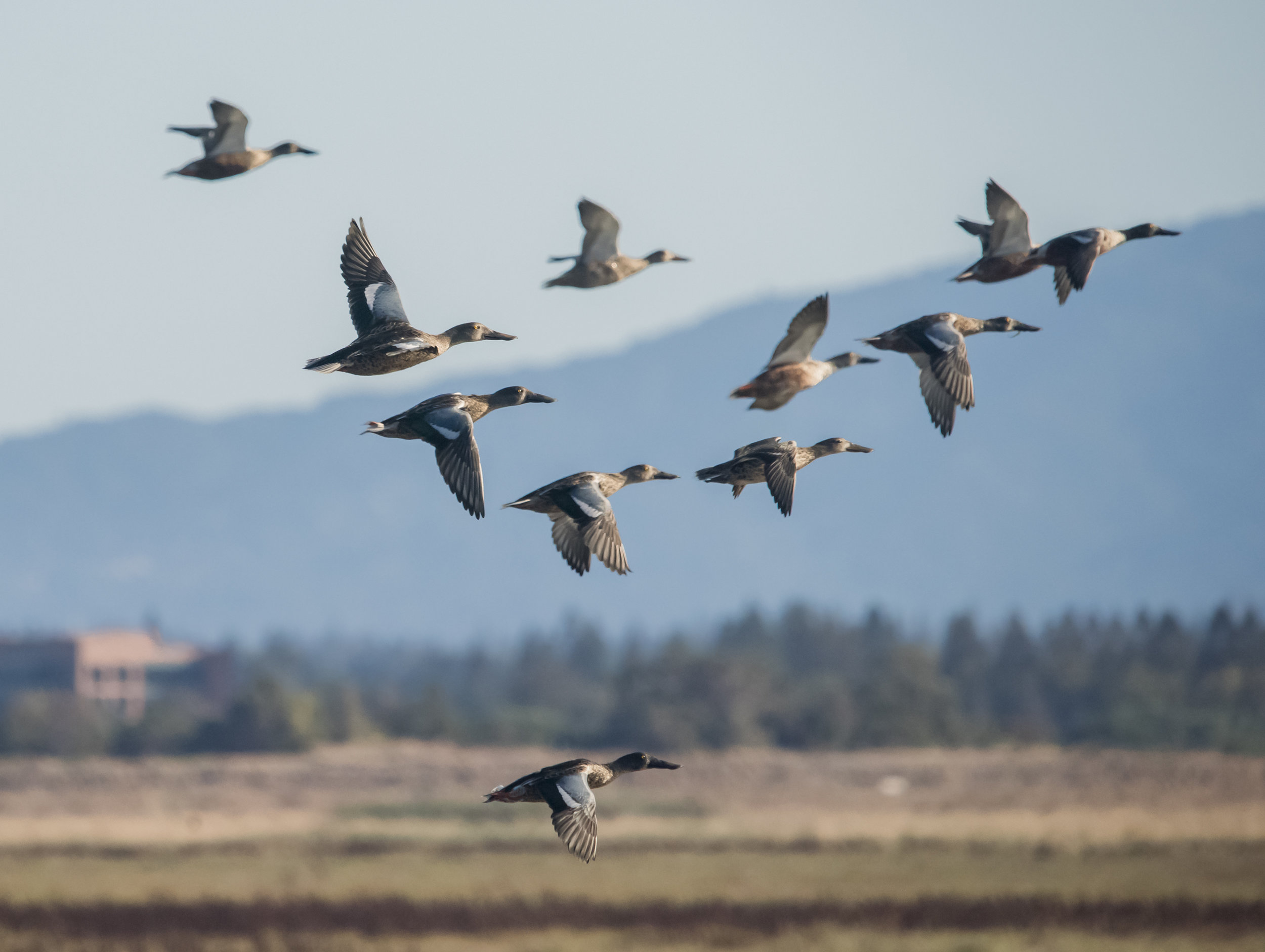 Northern Shovelers at Baylands Nature Preserve, Palo Alto, California  