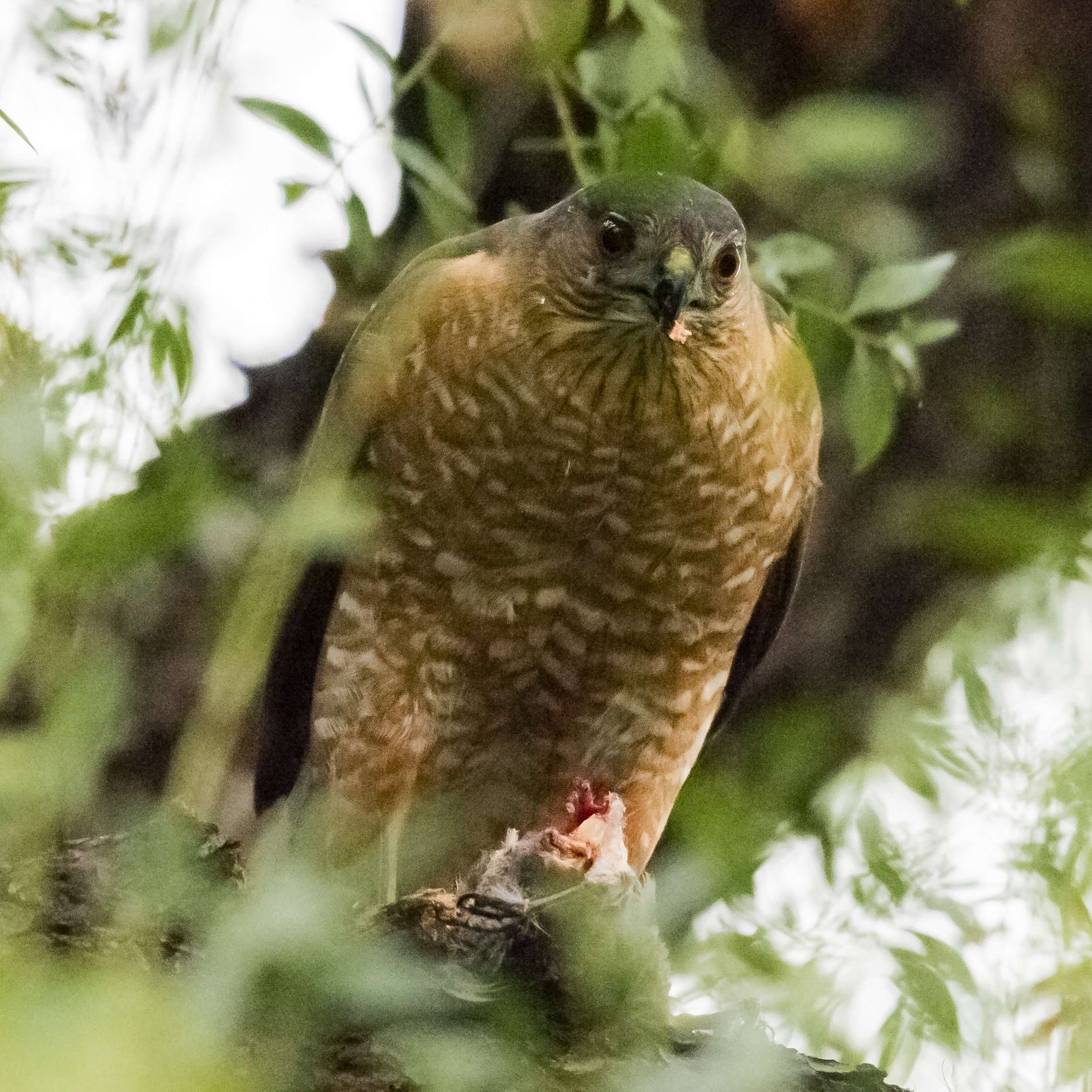 Red-shouldered Hawk with a prey in San Jose, California