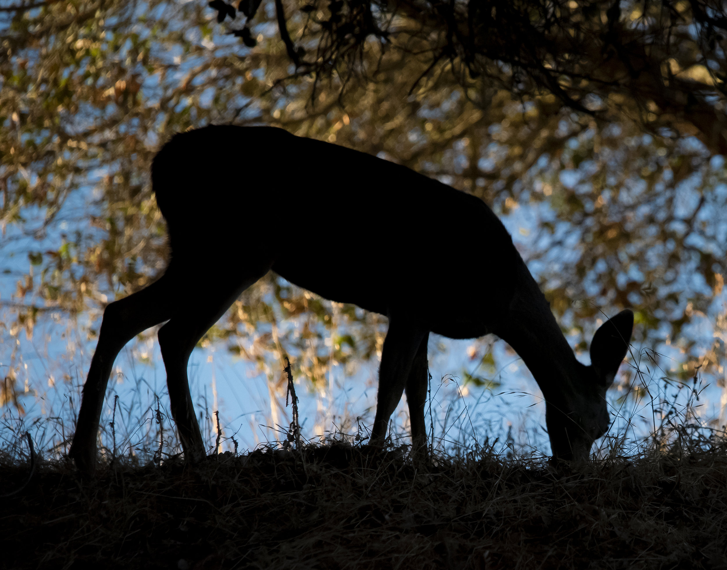 Deer at Santa Teresa County Park, San Jose, California 