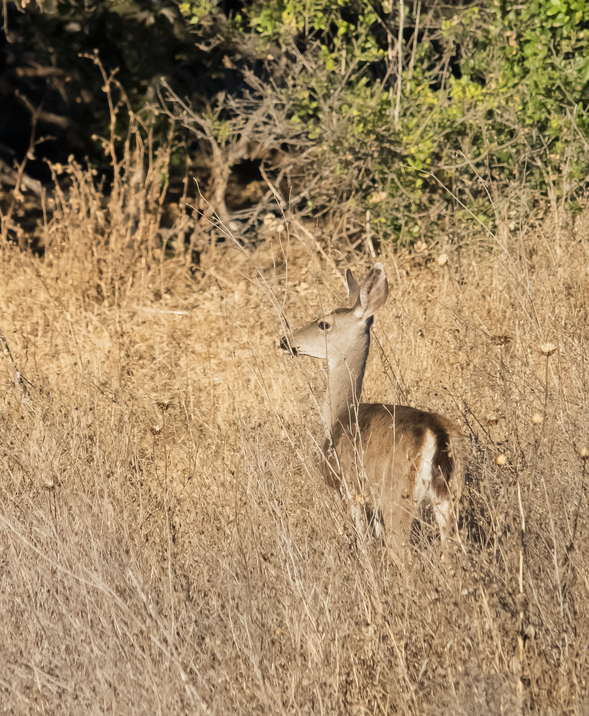 Deer at Santa Teresa County Park, San Jose, California 