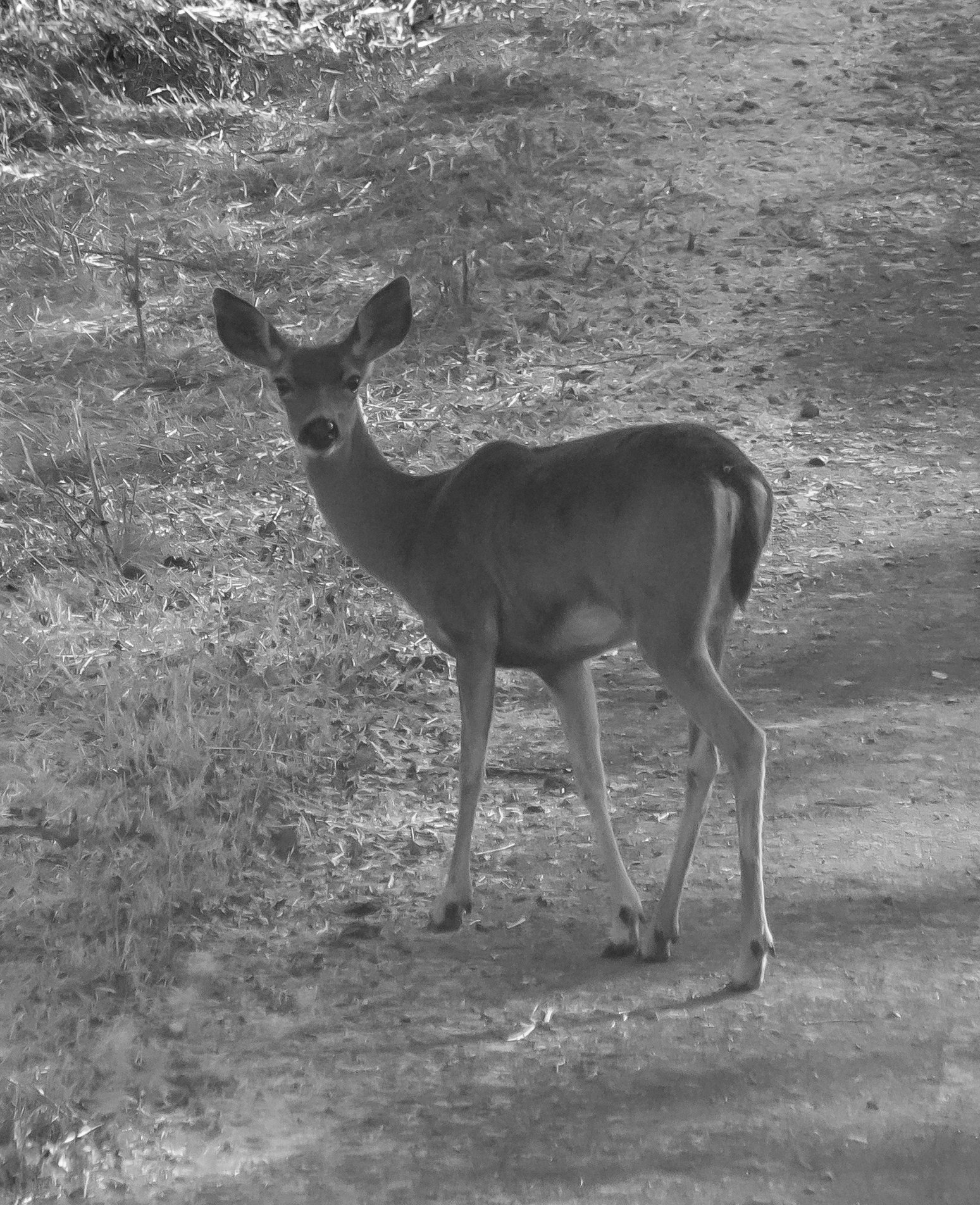 Deer at Santa Teresa County Park, San Jose, California 