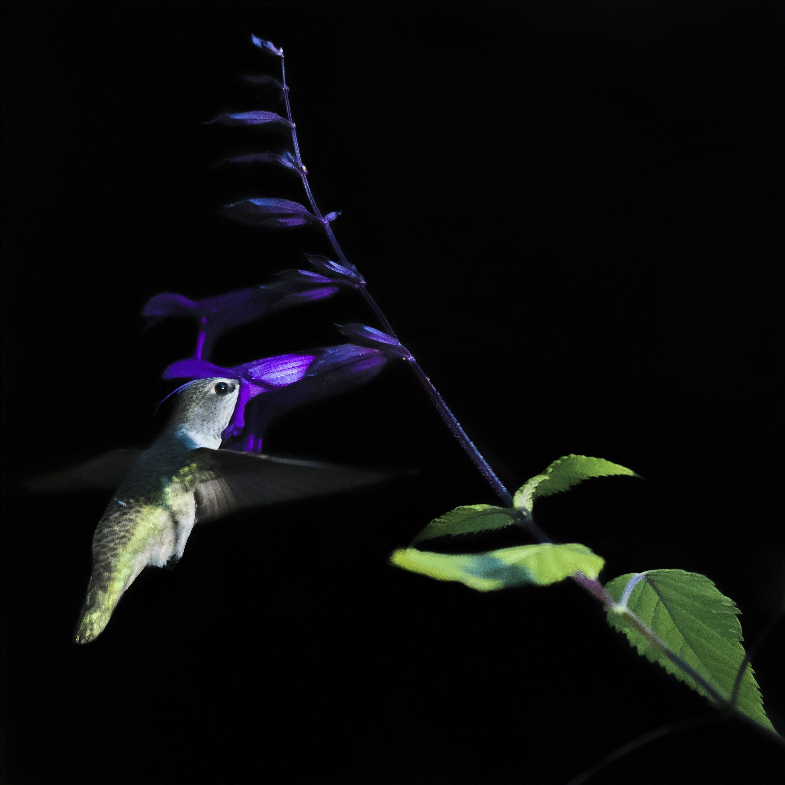 Anna's Hummingbird drinking nectar from Salvia Amistad in San Jose, California 